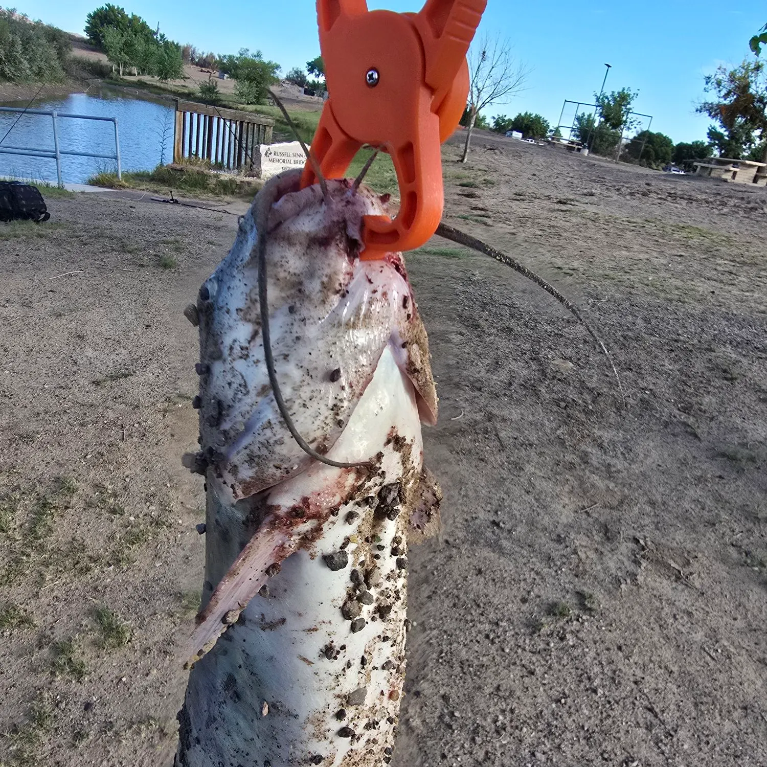 Channel catfish caught on Fishbrain