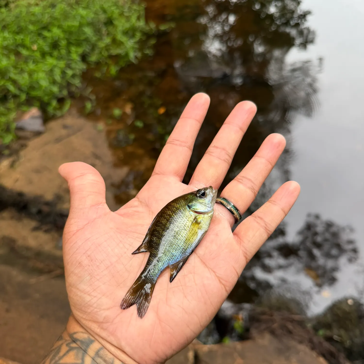 Bluegill caught on Fishbrain