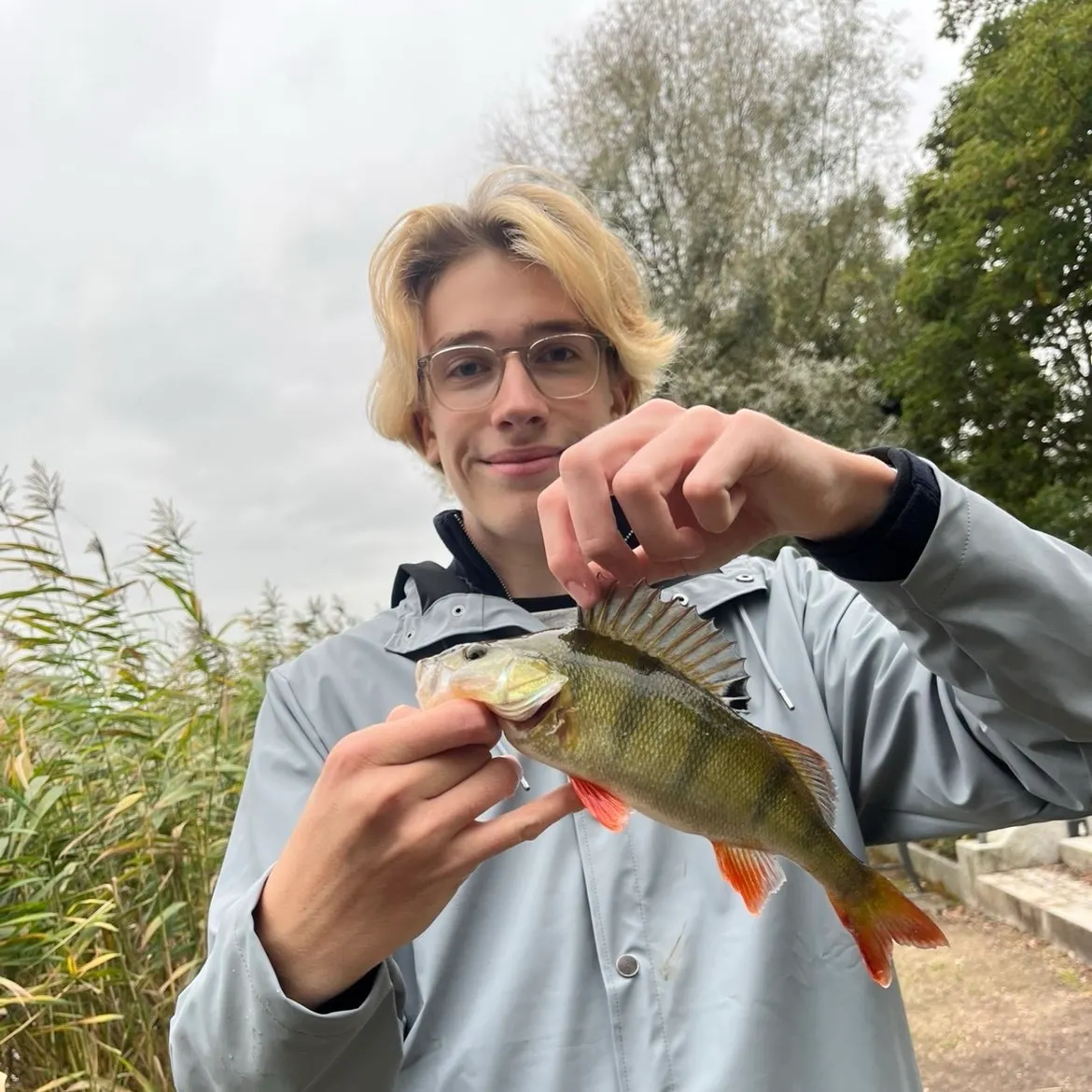 European perch caught on Fishbrain