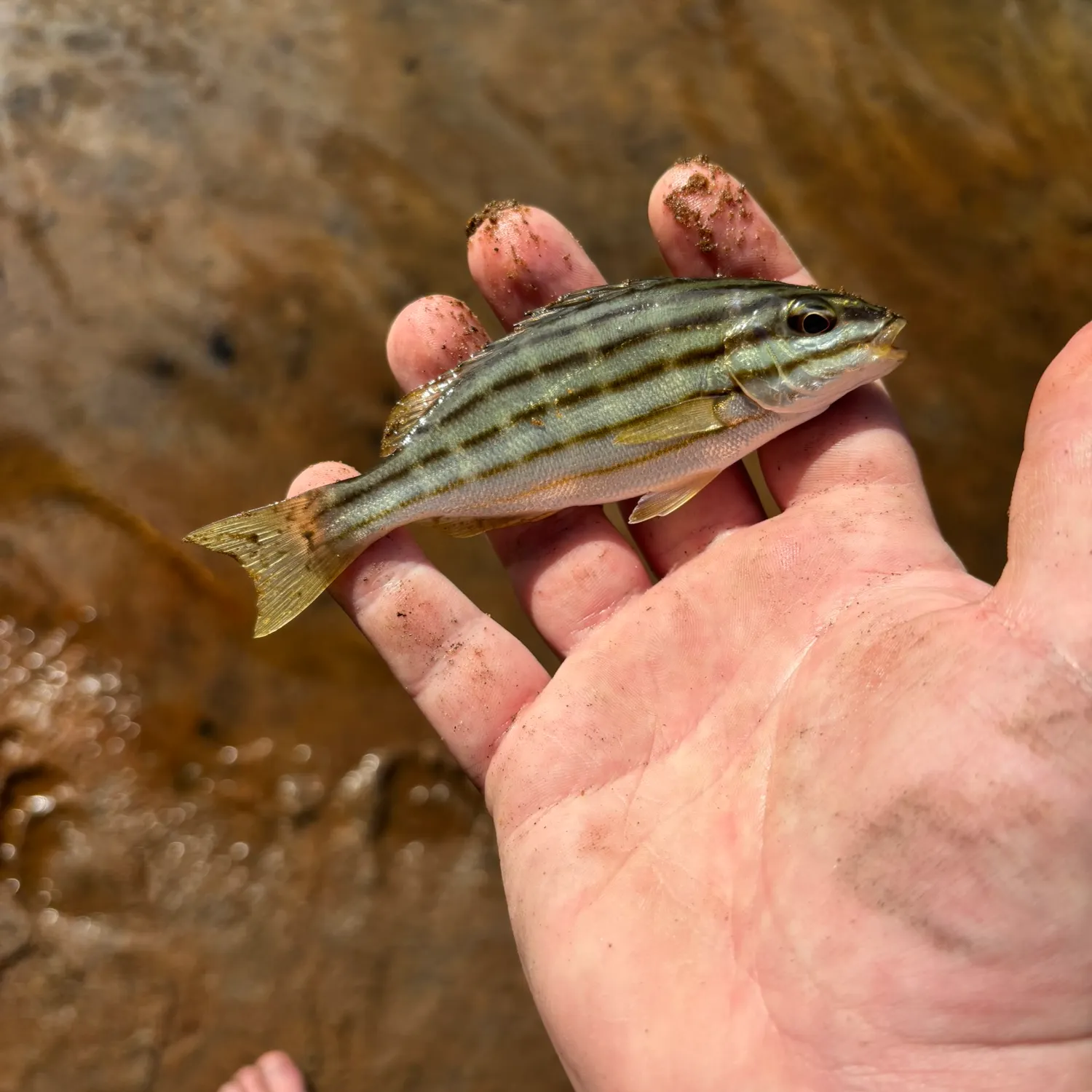 The most recent Striped trumpeter catches on Fishbrain