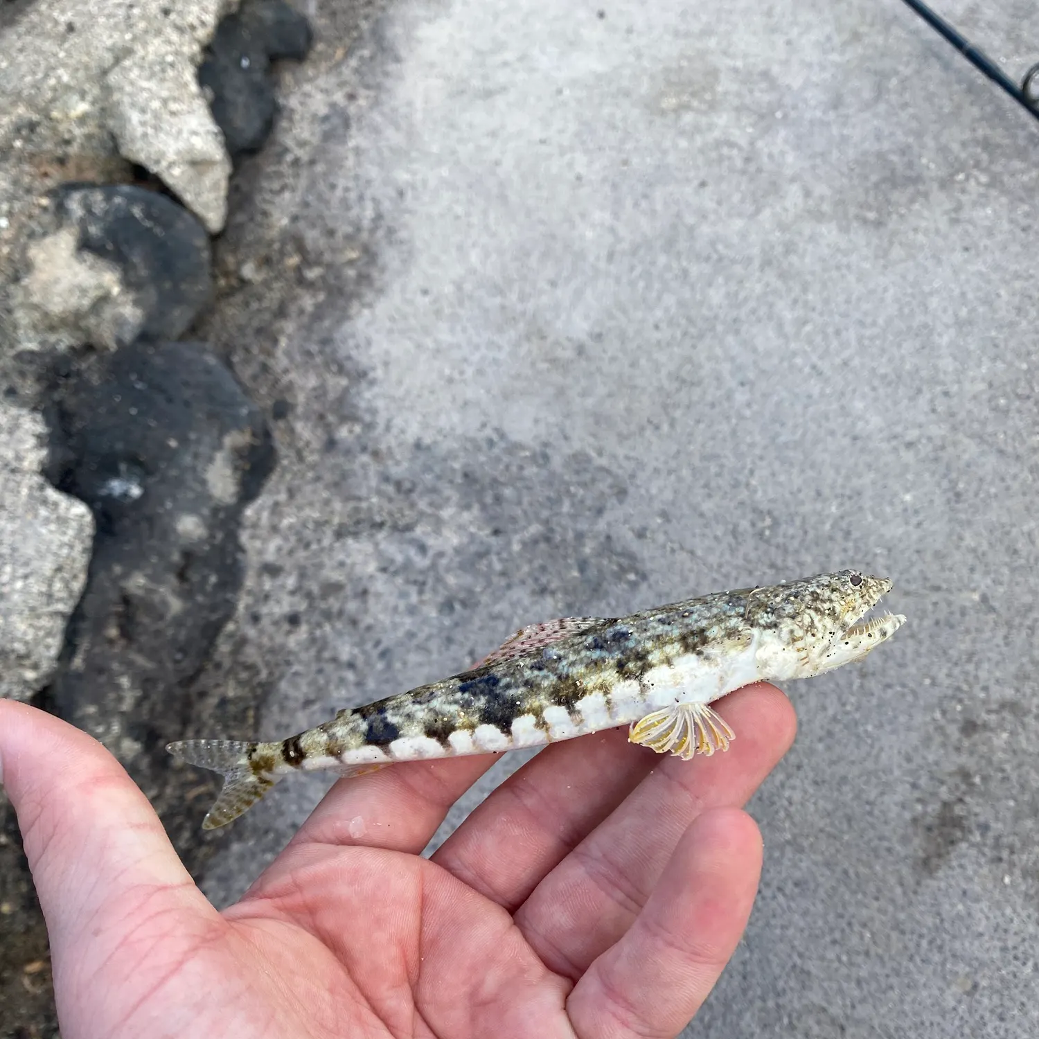 The most recent Atlantic lizardfish catches on Fishbrain
