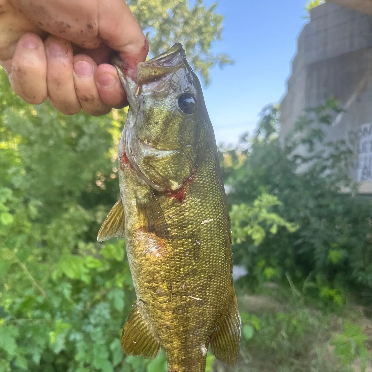 catch