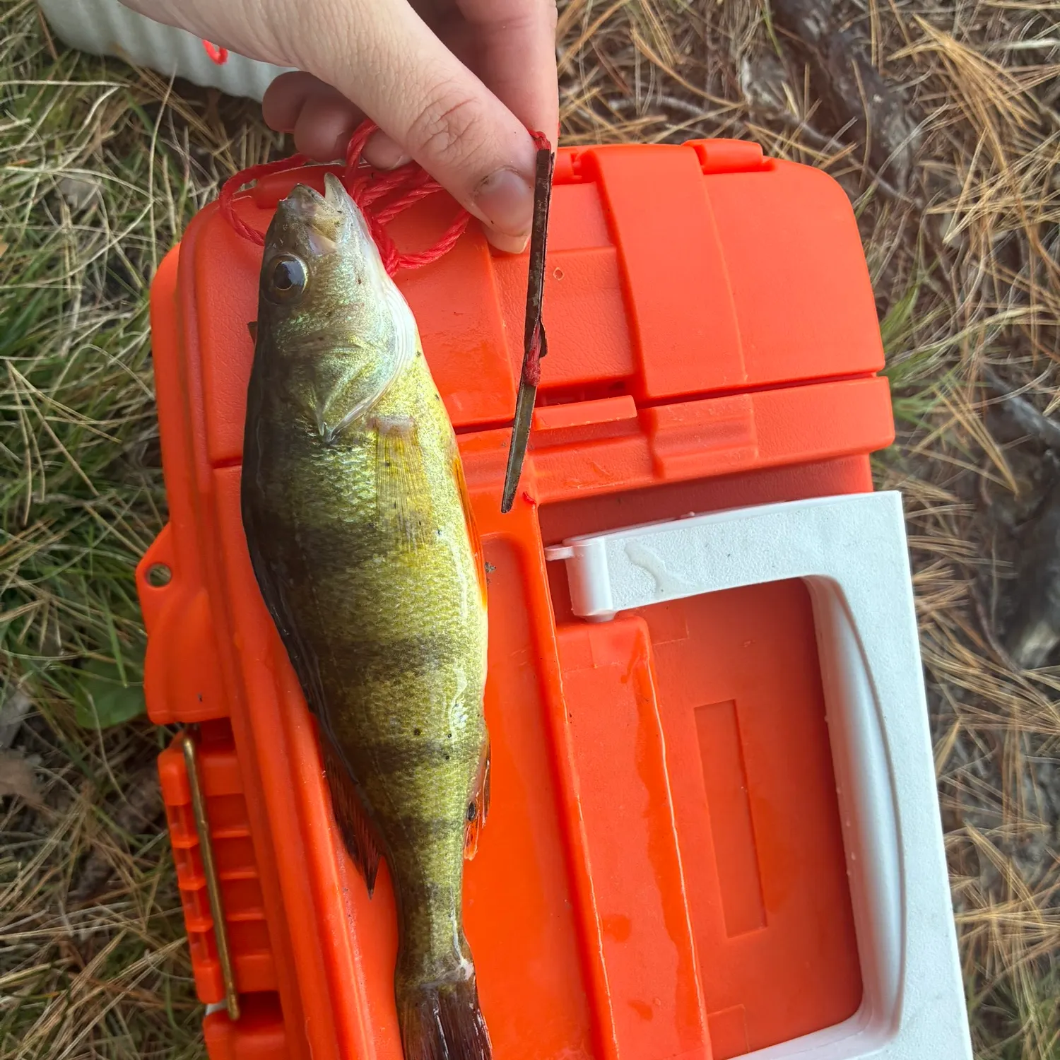 Yellow perch caught on Fishbrain
