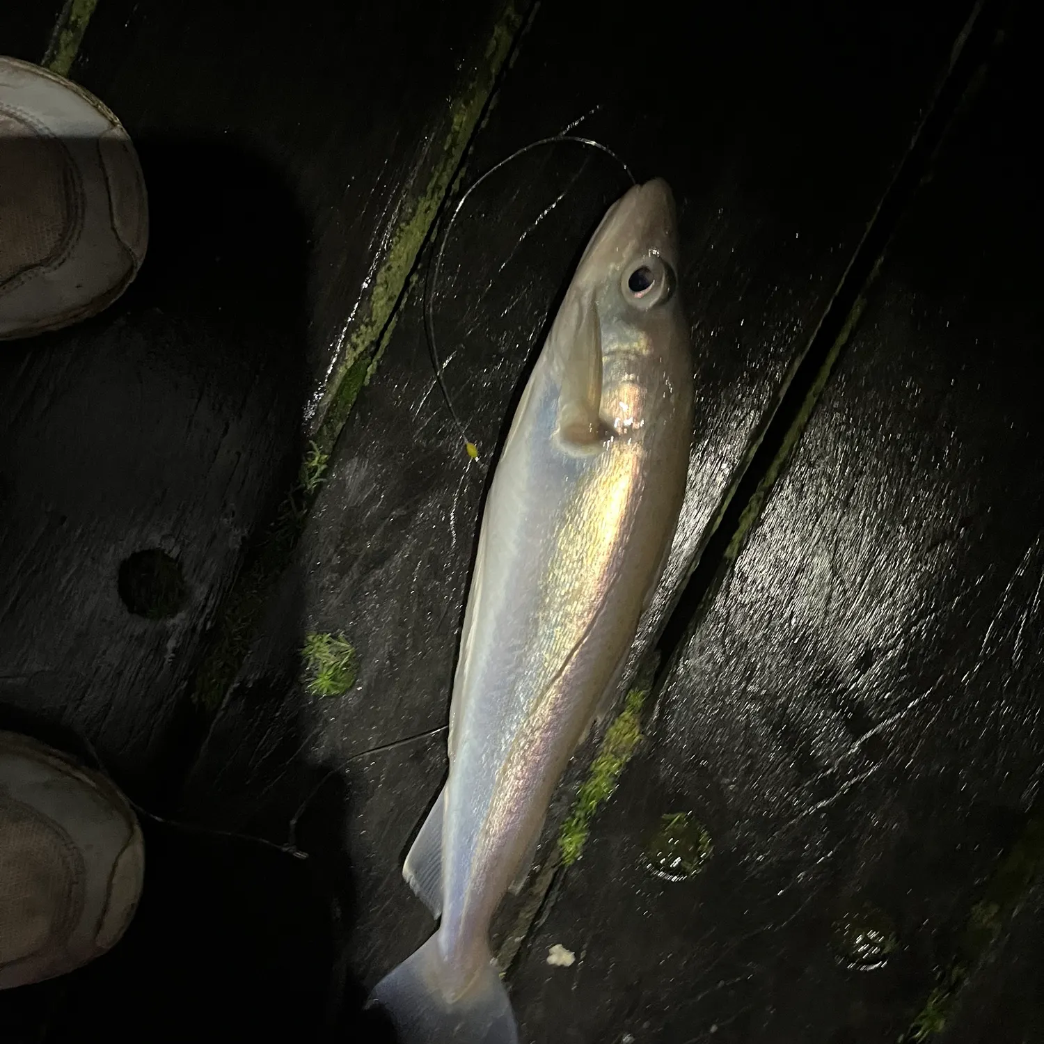 The most recent Whiting catches on Fishbrain
