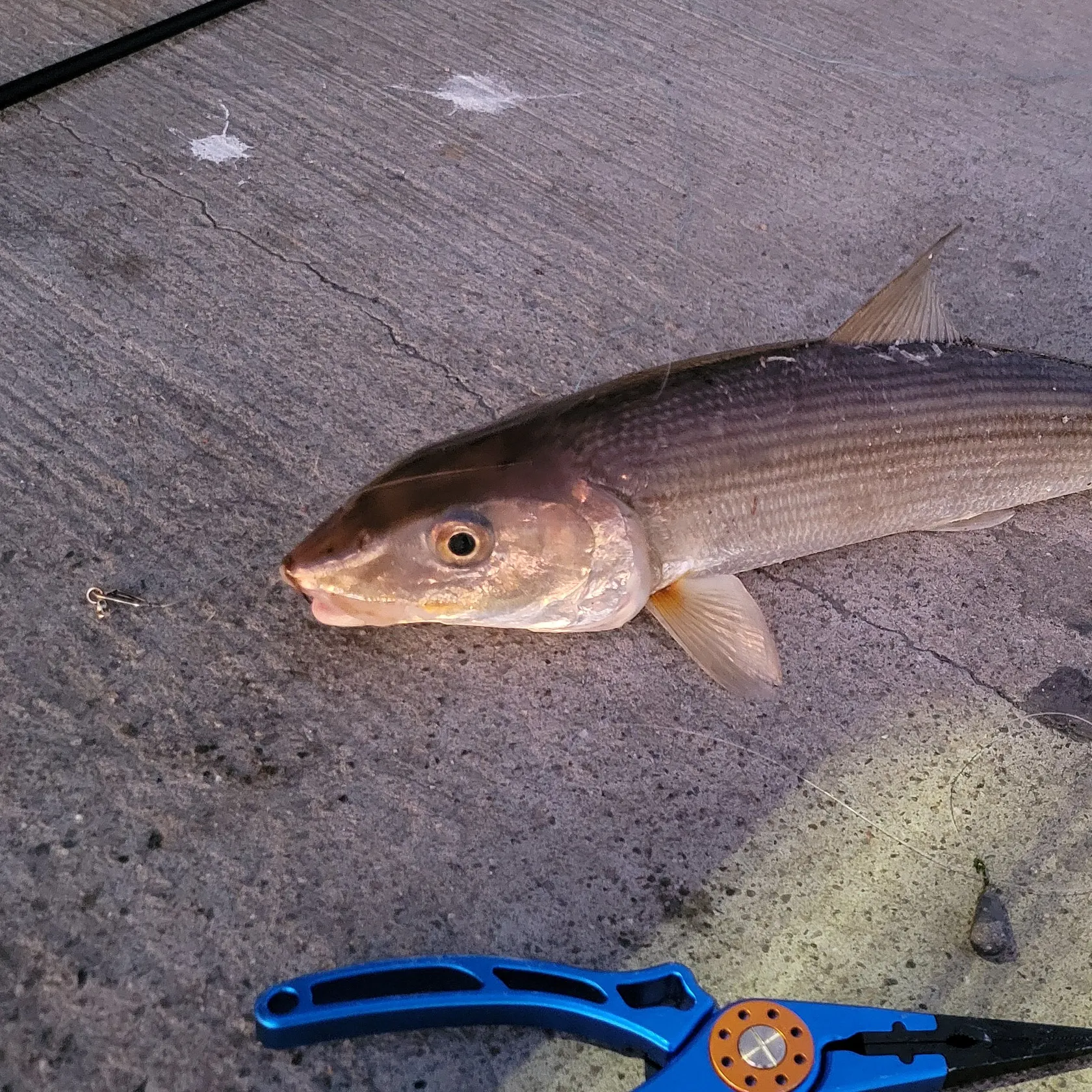 The most recent Cortez bonefish catches on Fishbrain