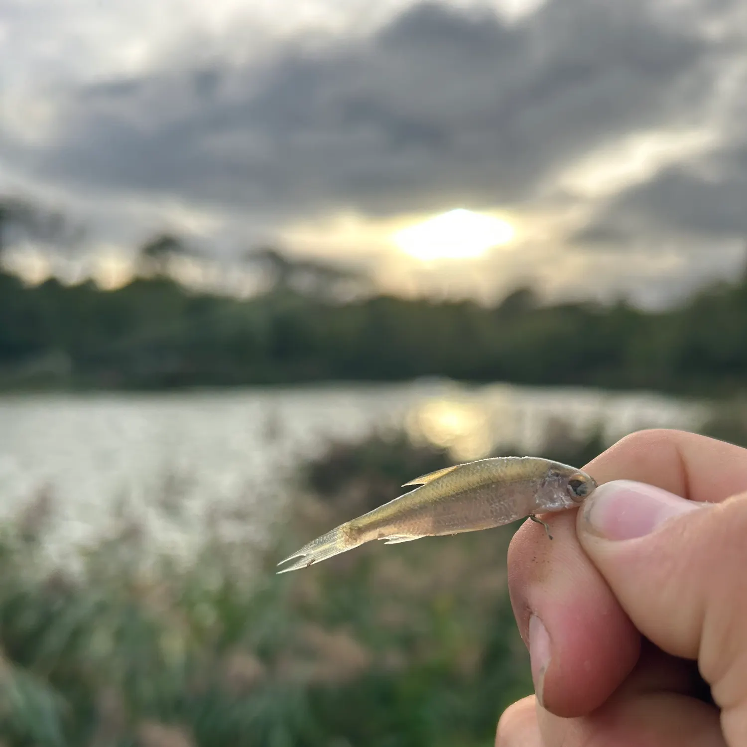 Common bream caught on Fishbrain