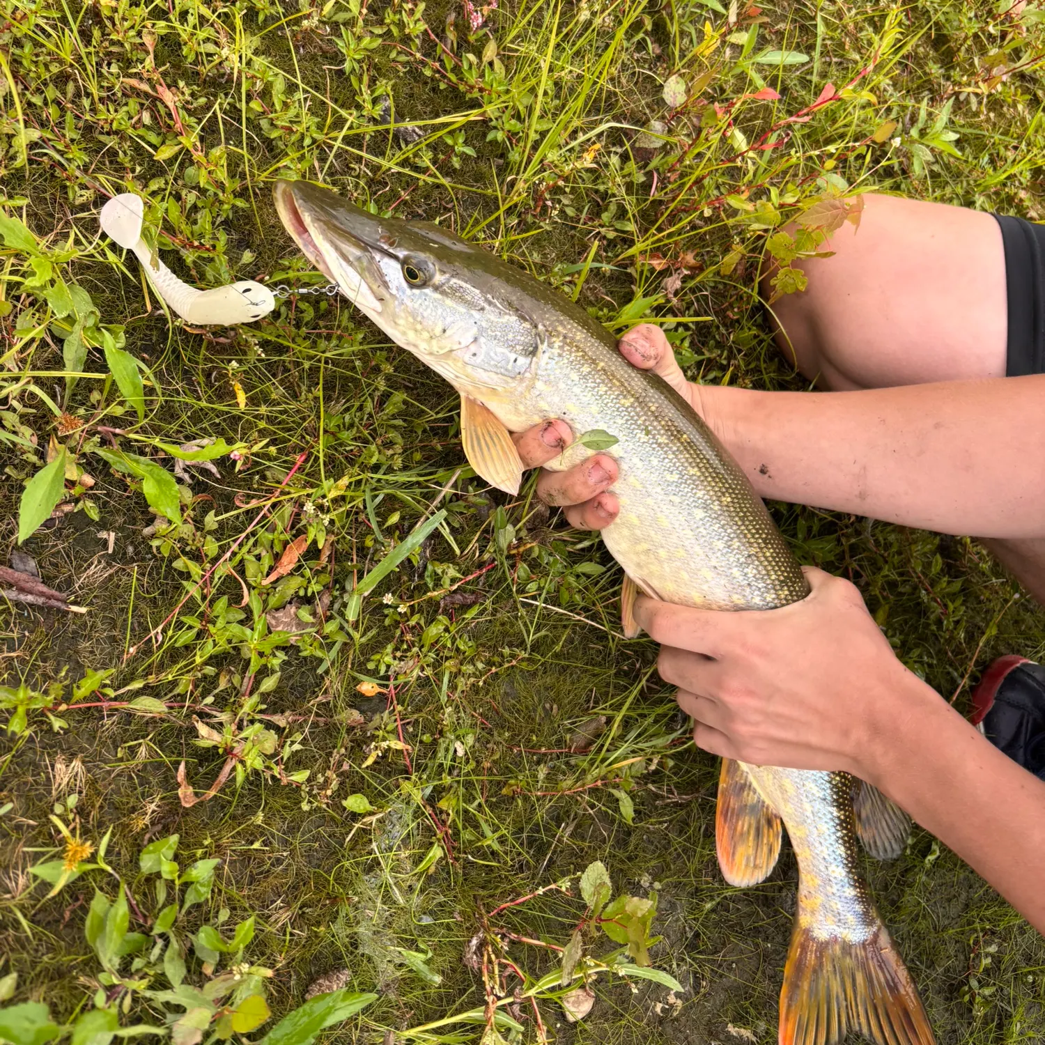 Northern pike caught on Fishbrain