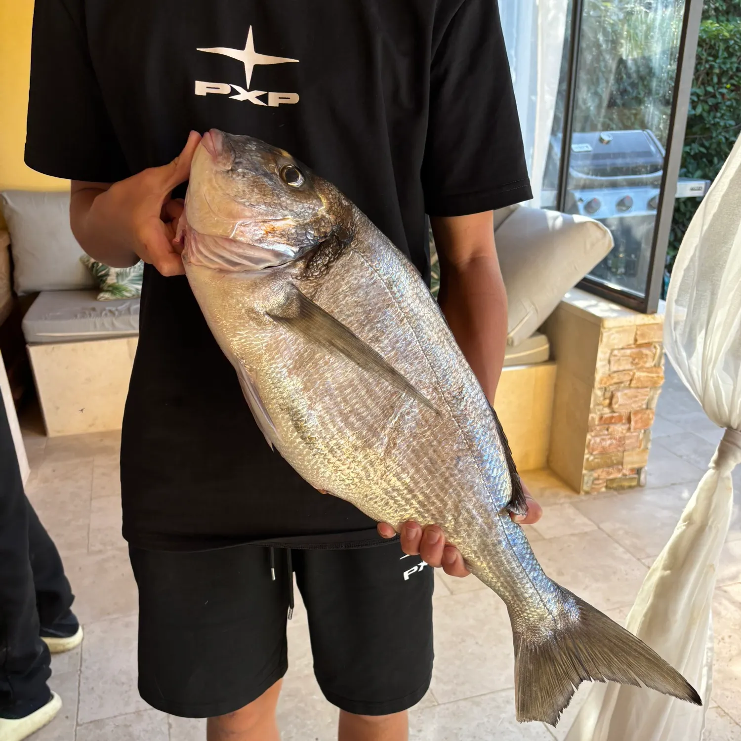 Gilthead seabream caught on Fishbrain