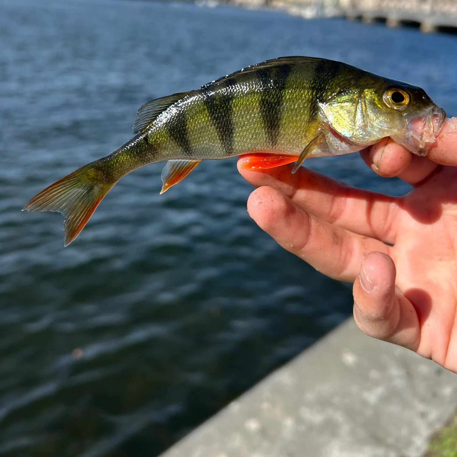 European perch caught on Fishbrain