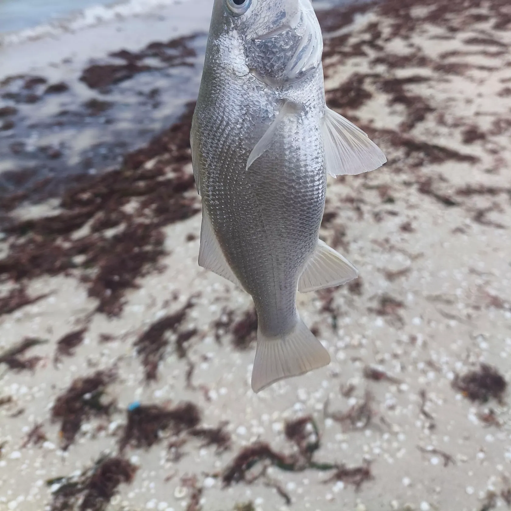 The most recent Silver perch catches on Fishbrain