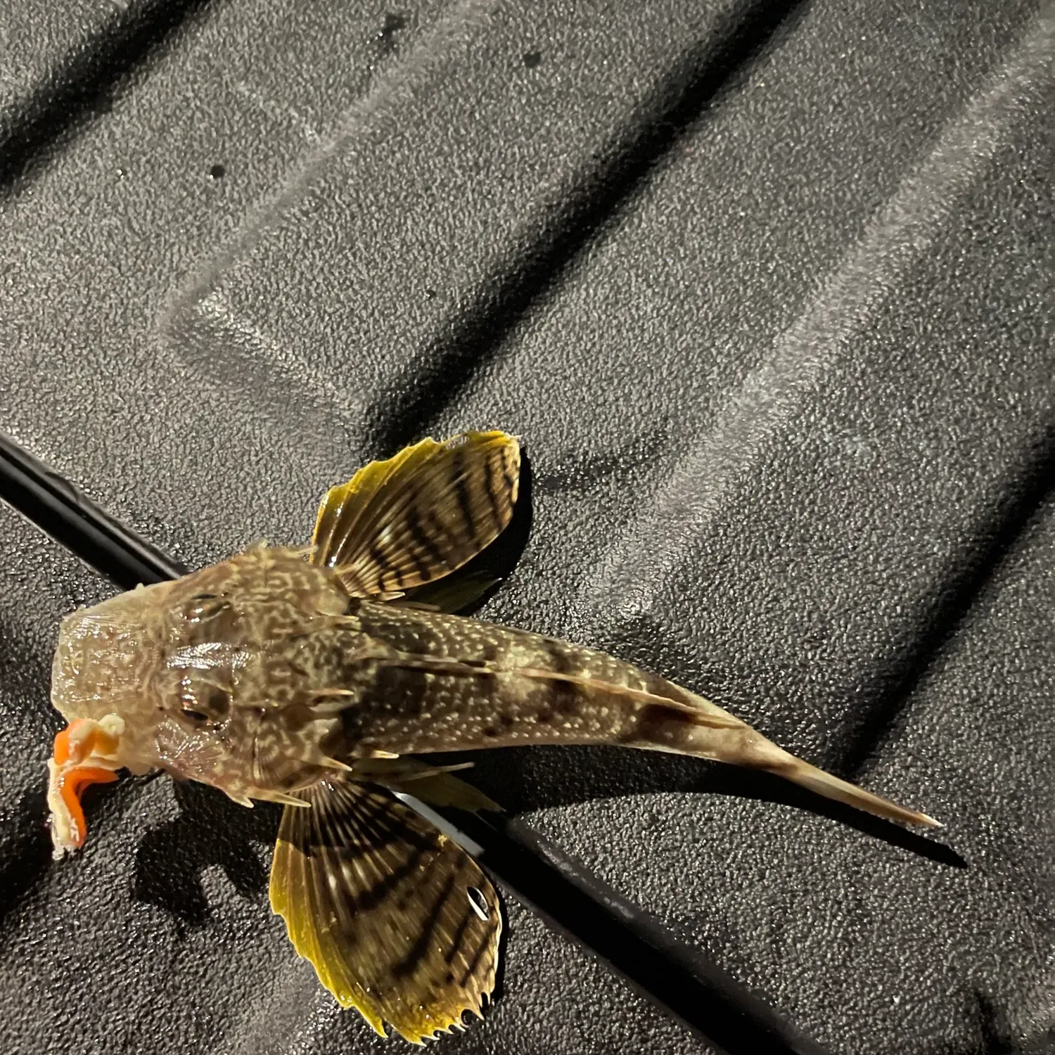 The most recent Bighead searobin catches on Fishbrain