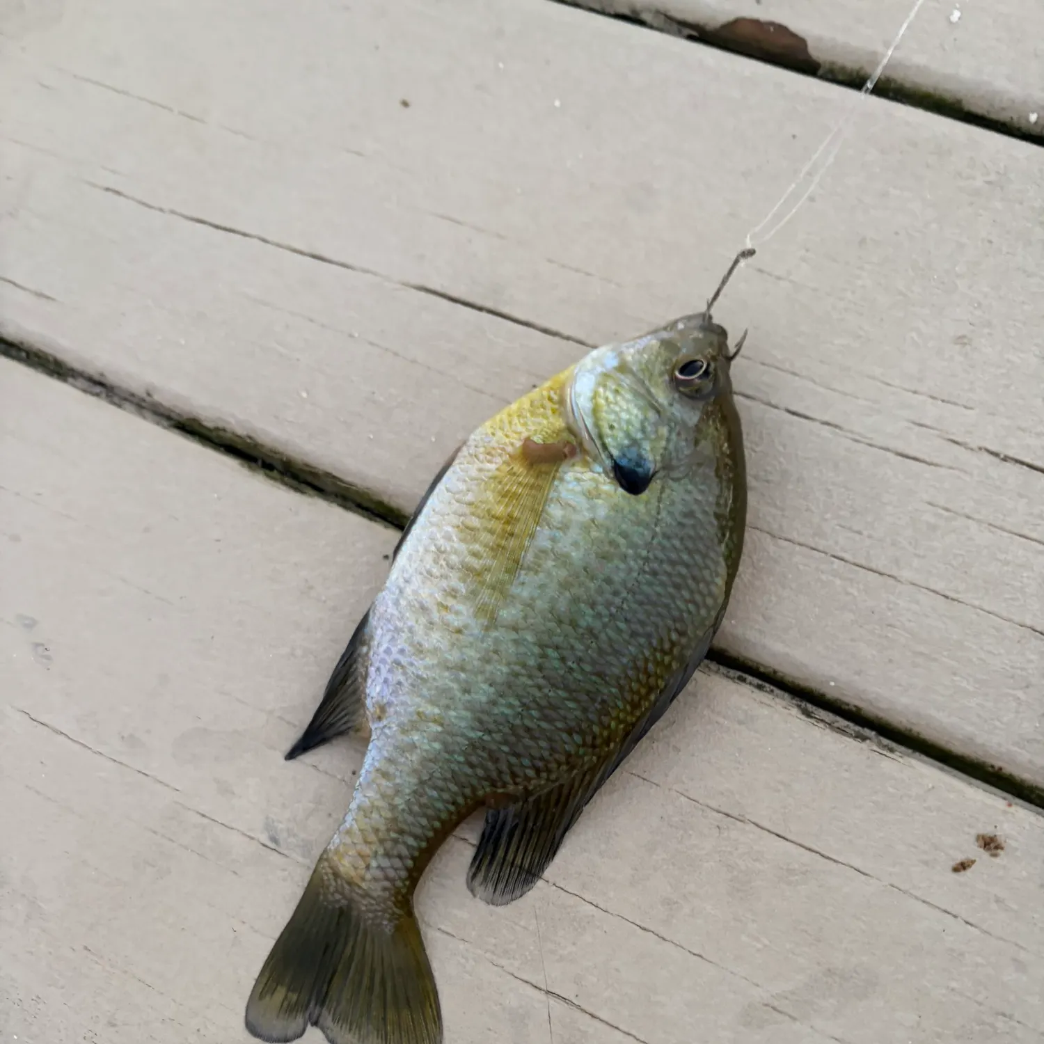 Bluegill caught on Fishbrain
