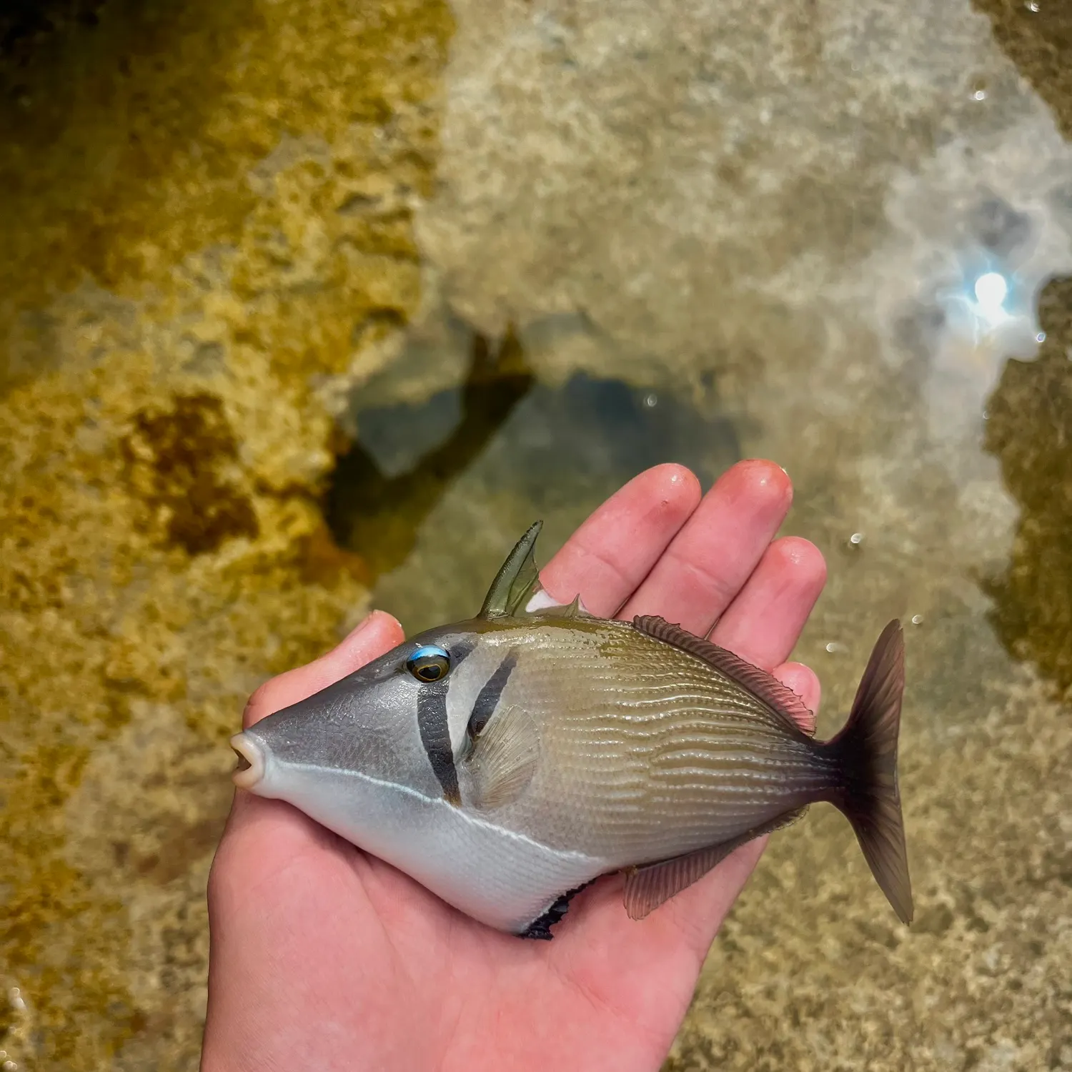The most recent Boomerang triggerfish catches on Fishbrain