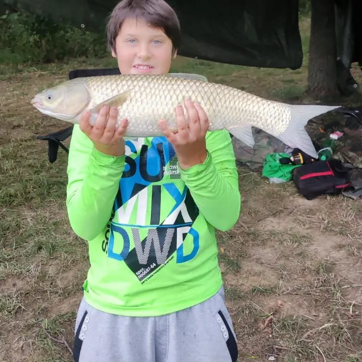 Grass carp caught on Fishbrain