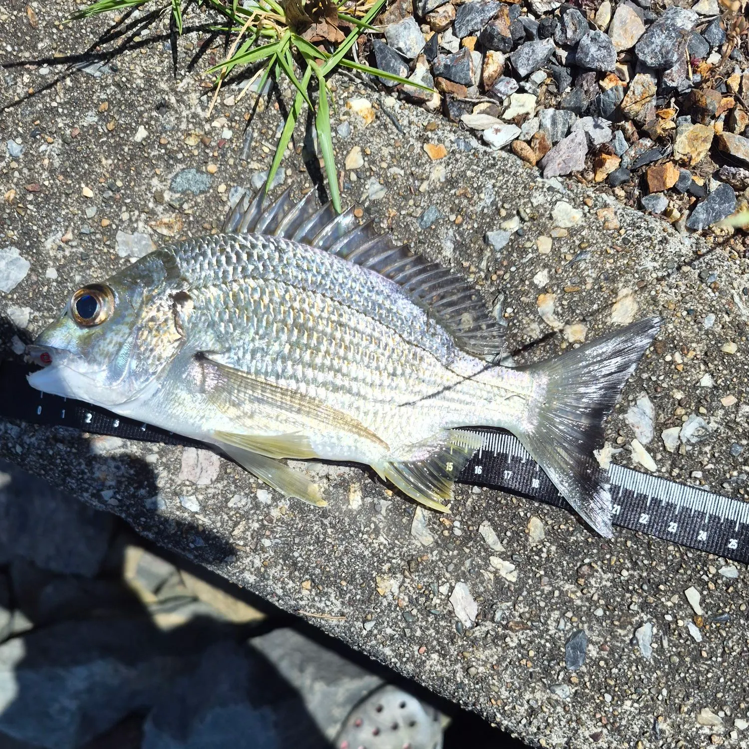 Surf bream caught on Fishbrain