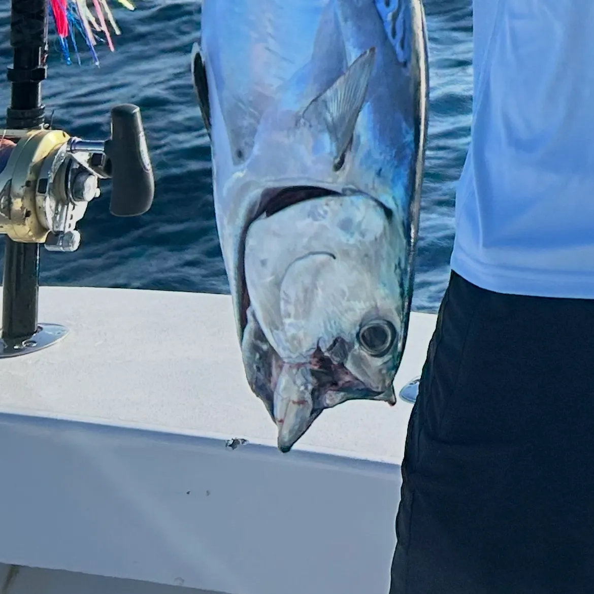 The most recent Atlantic bonito catches on Fishbrain
