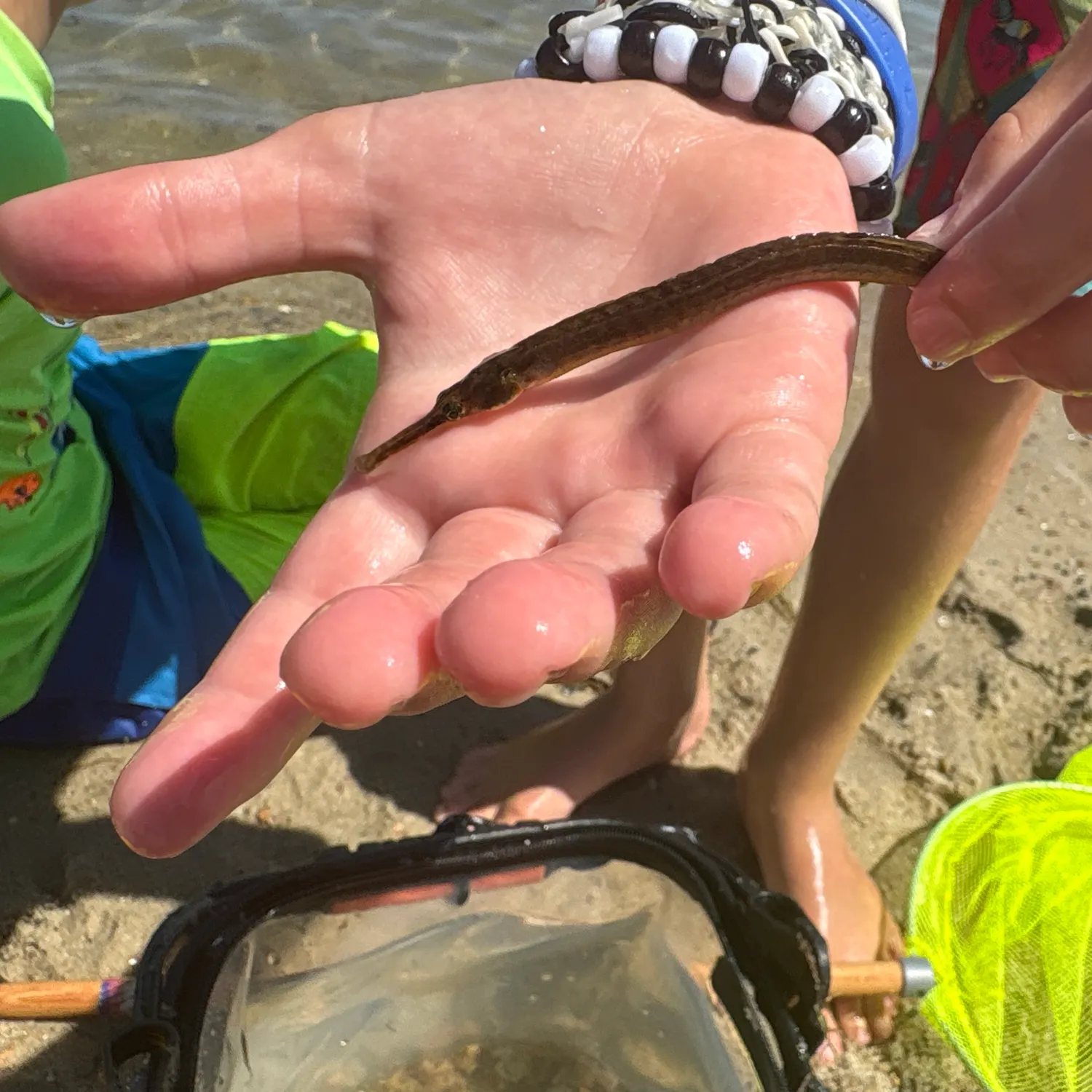 The most recent Atlantic needlefish catches on Fishbrain