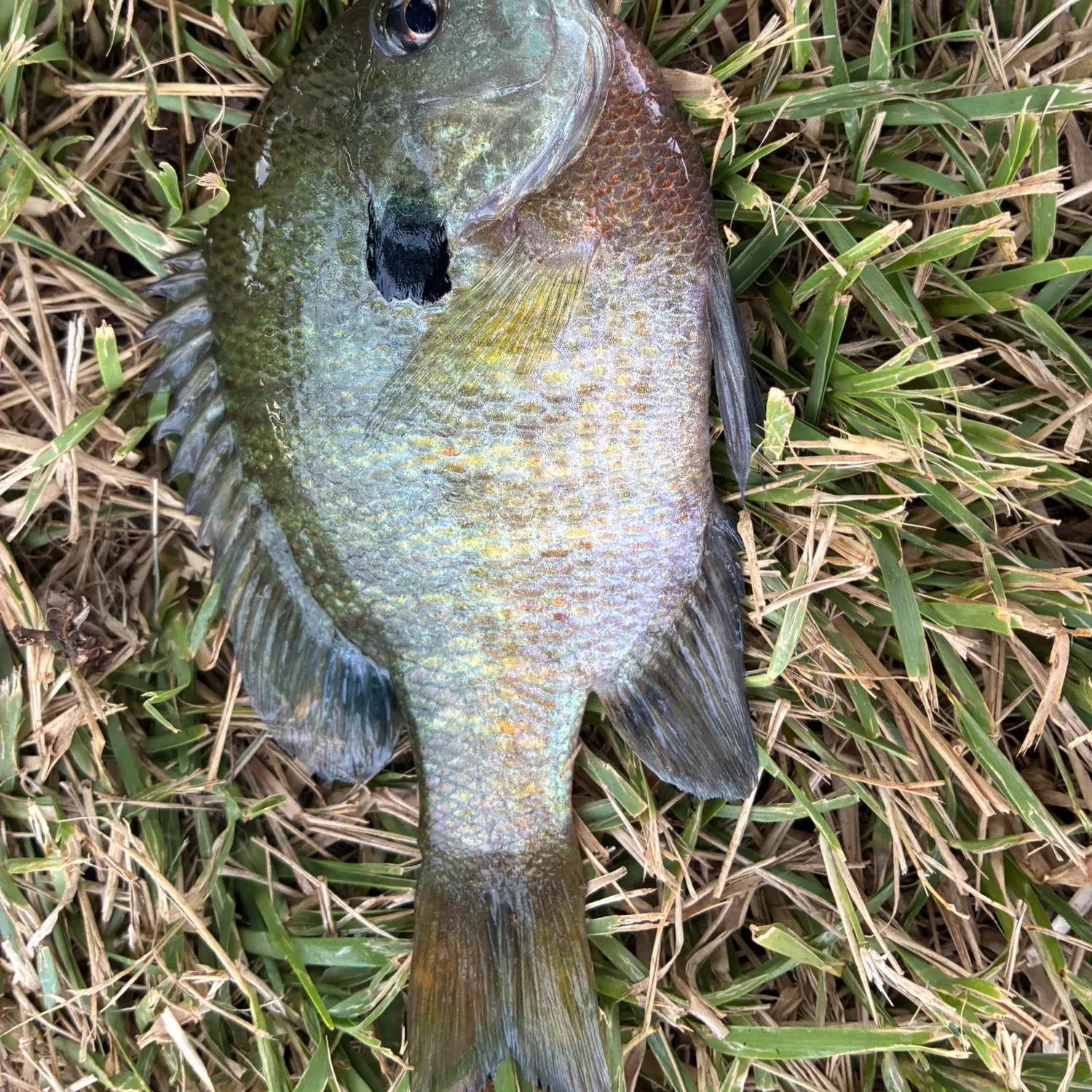 Redbreast sunfish caught on Fishbrain