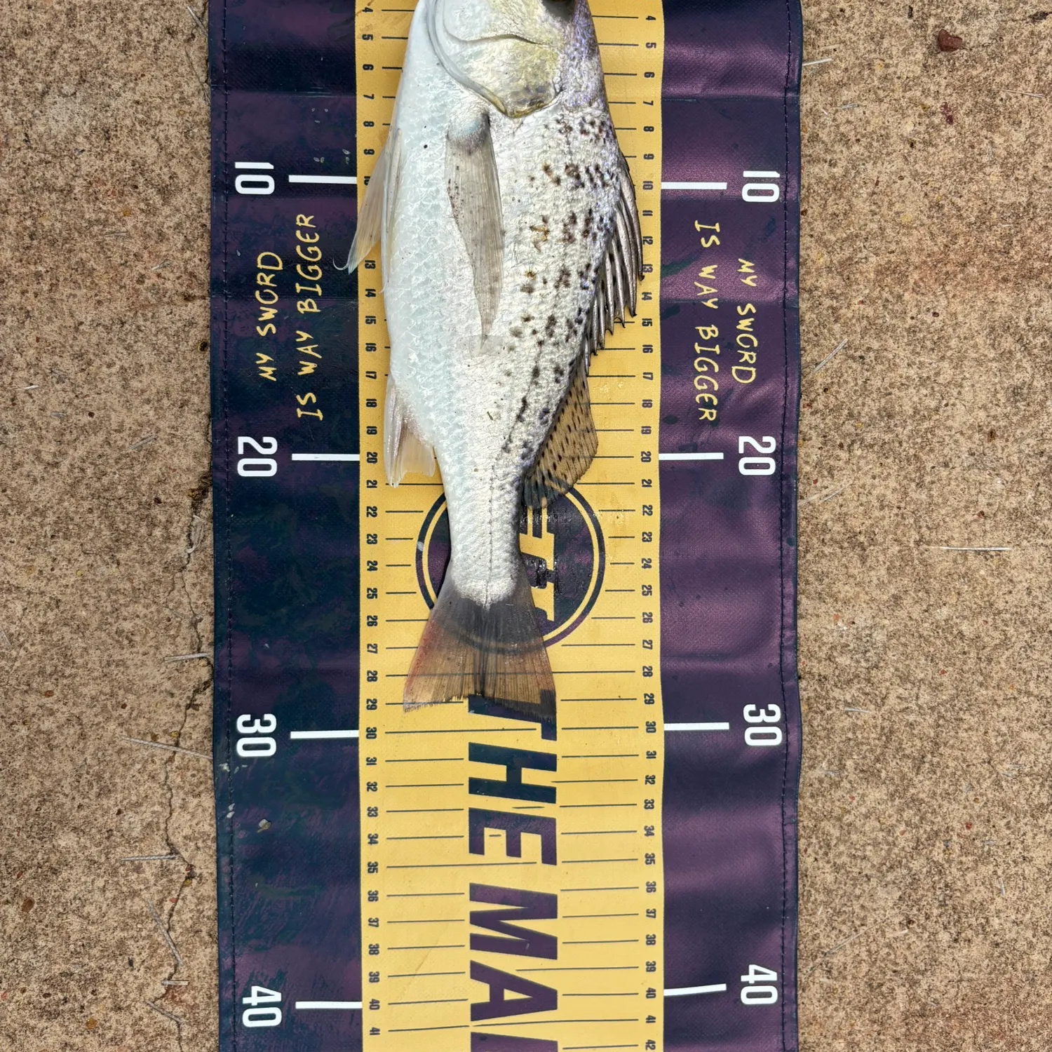 The most recent Javelin grunter catches on Fishbrain