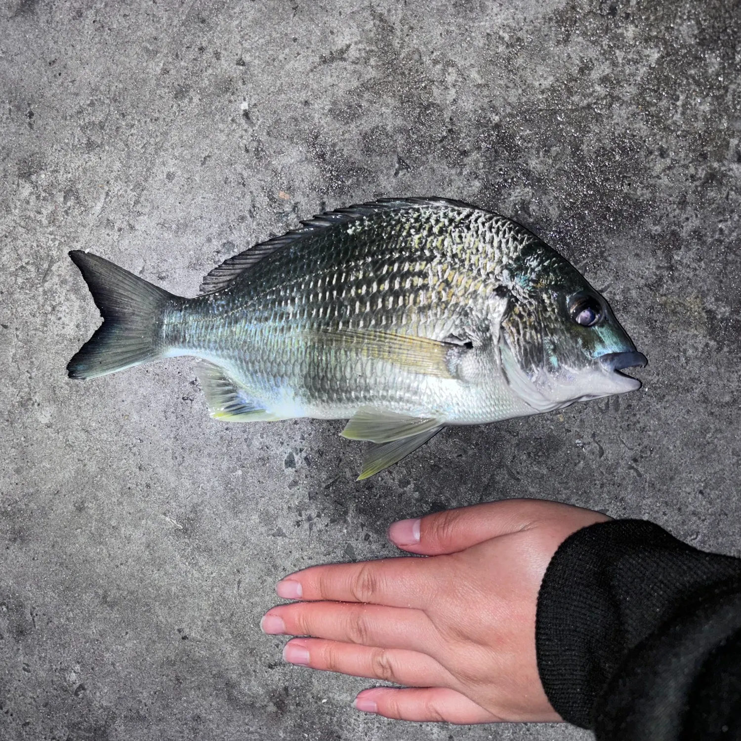 Surf bream caught on Fishbrain