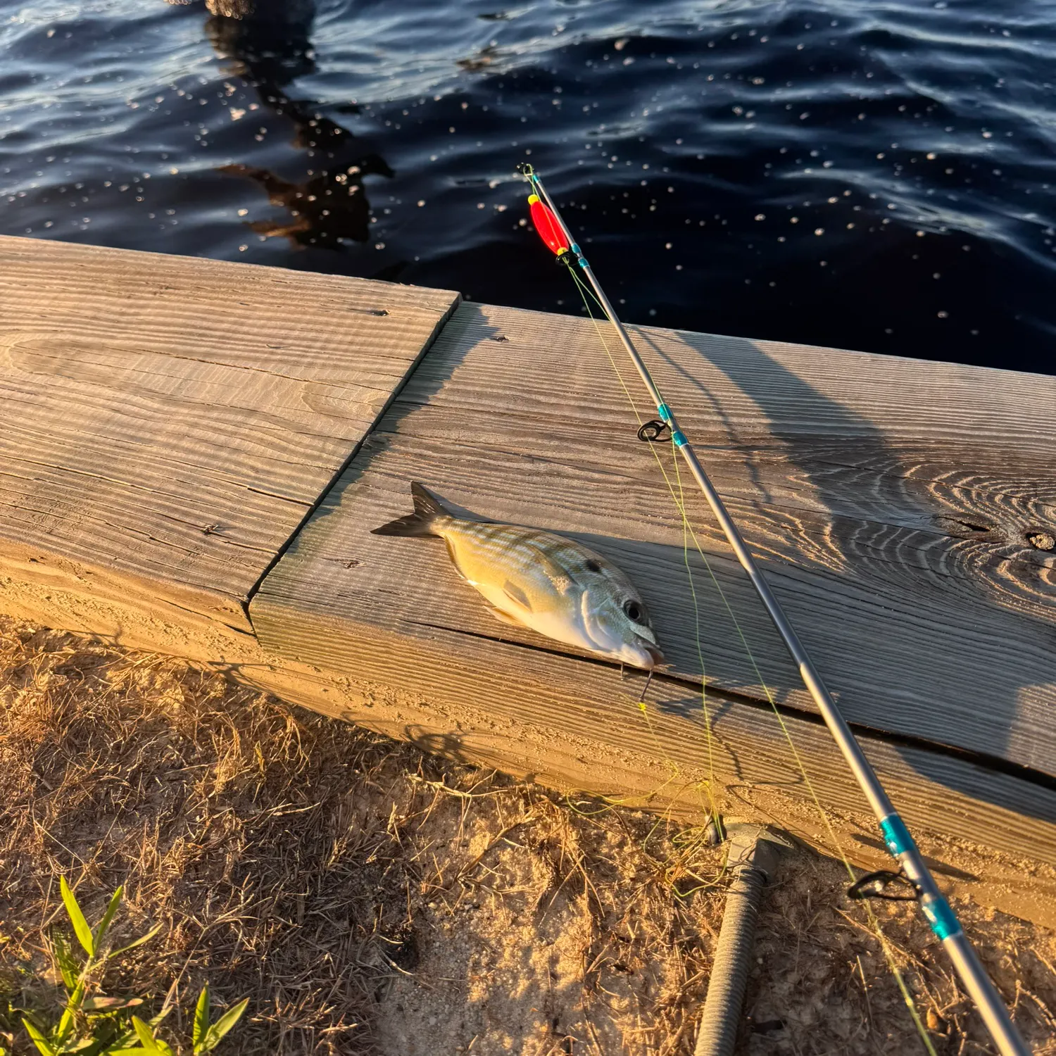 Fish caught on Fishbrain