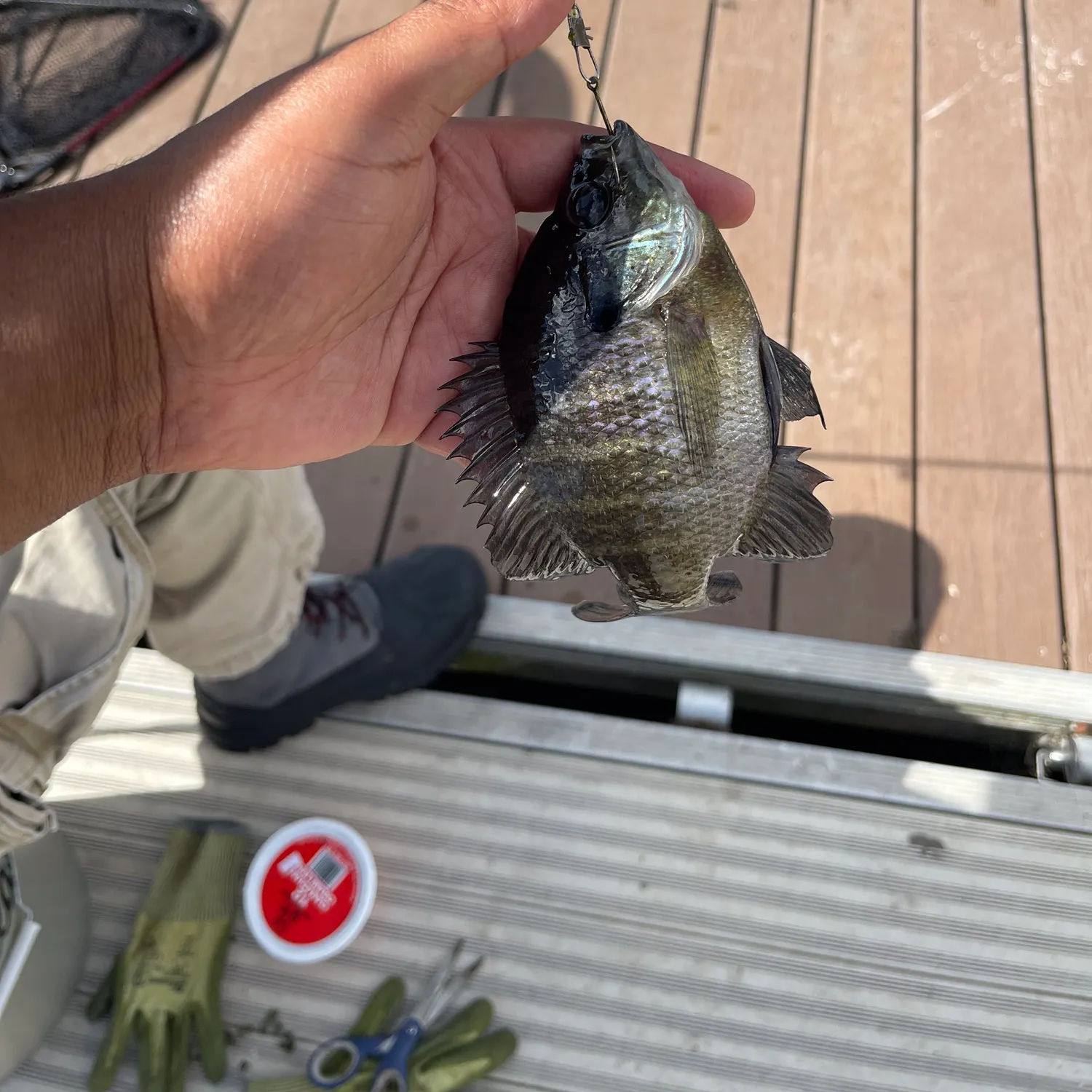 Bluegill caught on Fishbrain