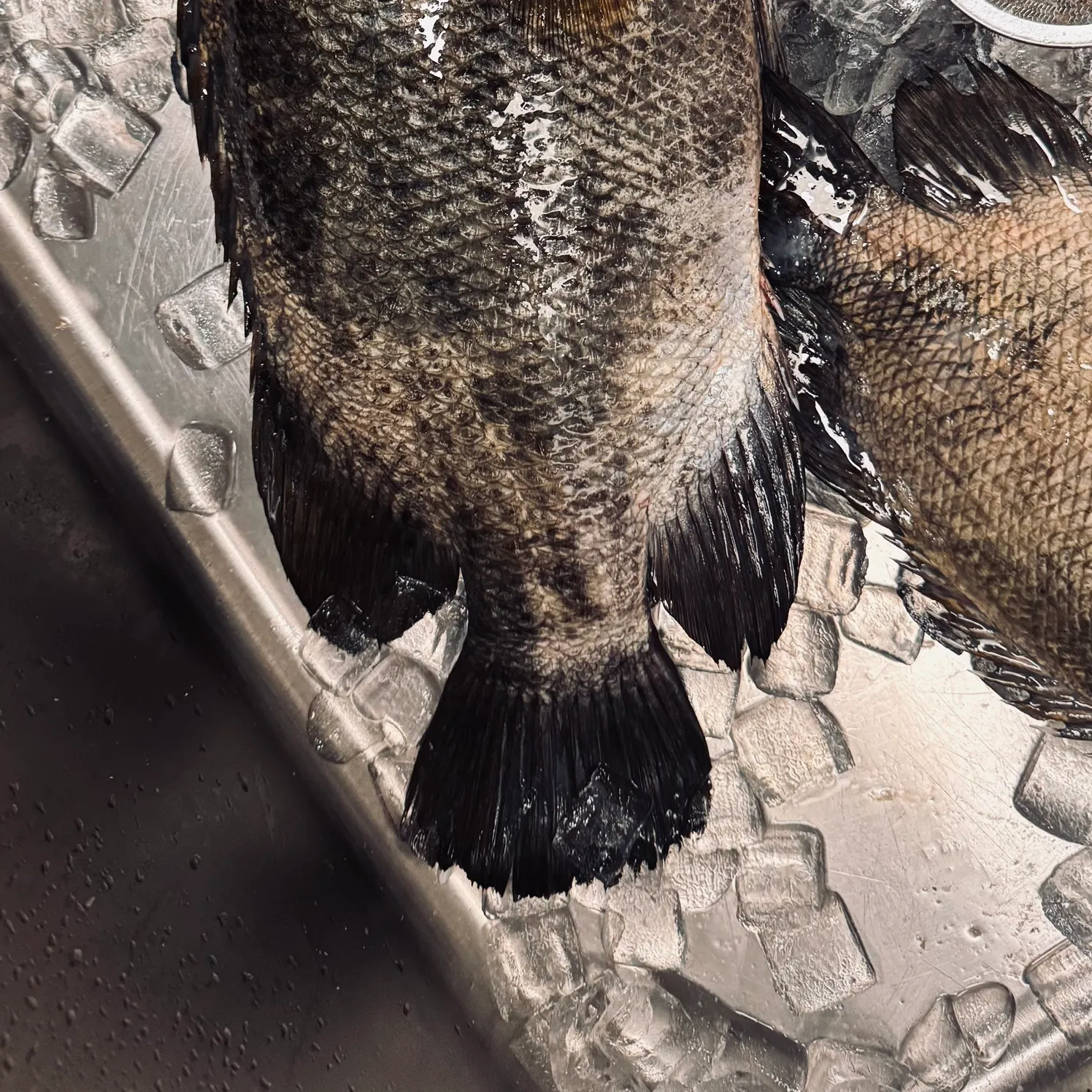 The most recent Atlantic tripletail catches on Fishbrain