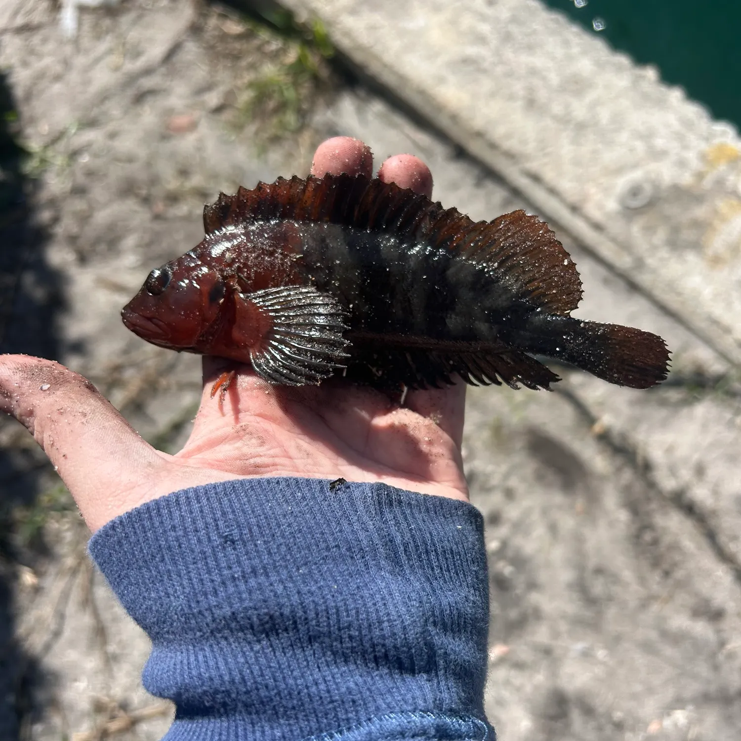The most recent Hairy blenny catches on Fishbrain