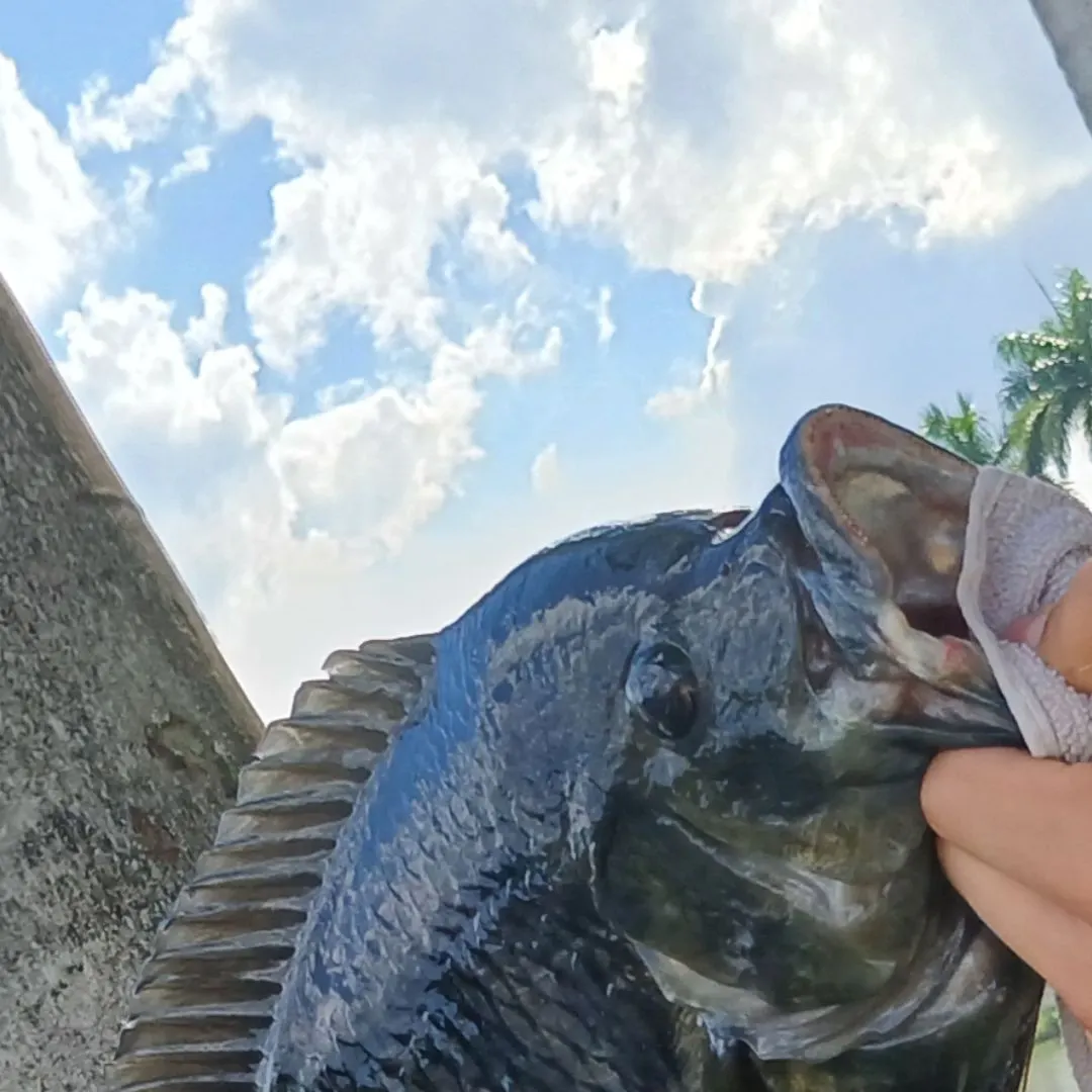 Zebra tilapia caught on Fishbrain