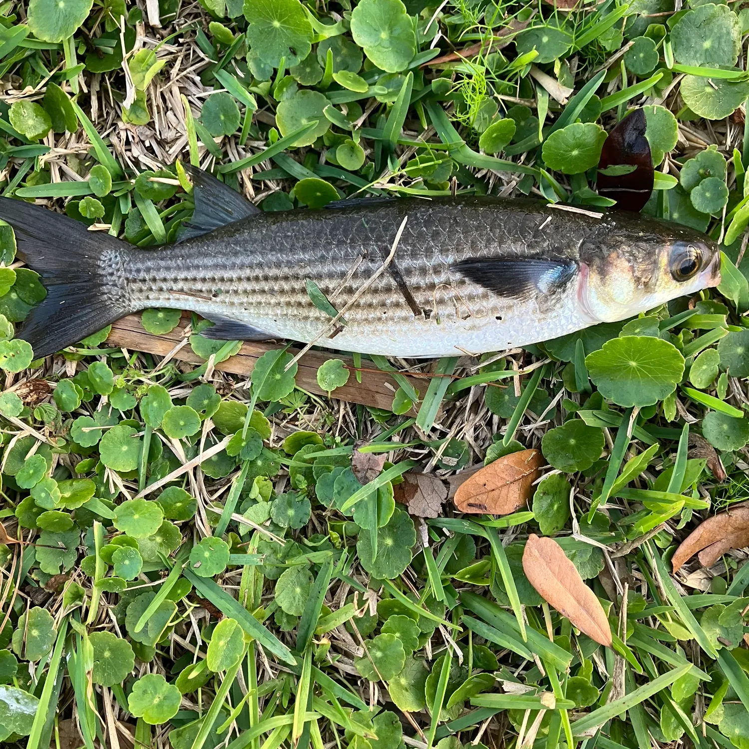 The most recent Striped mullet catches on Fishbrain