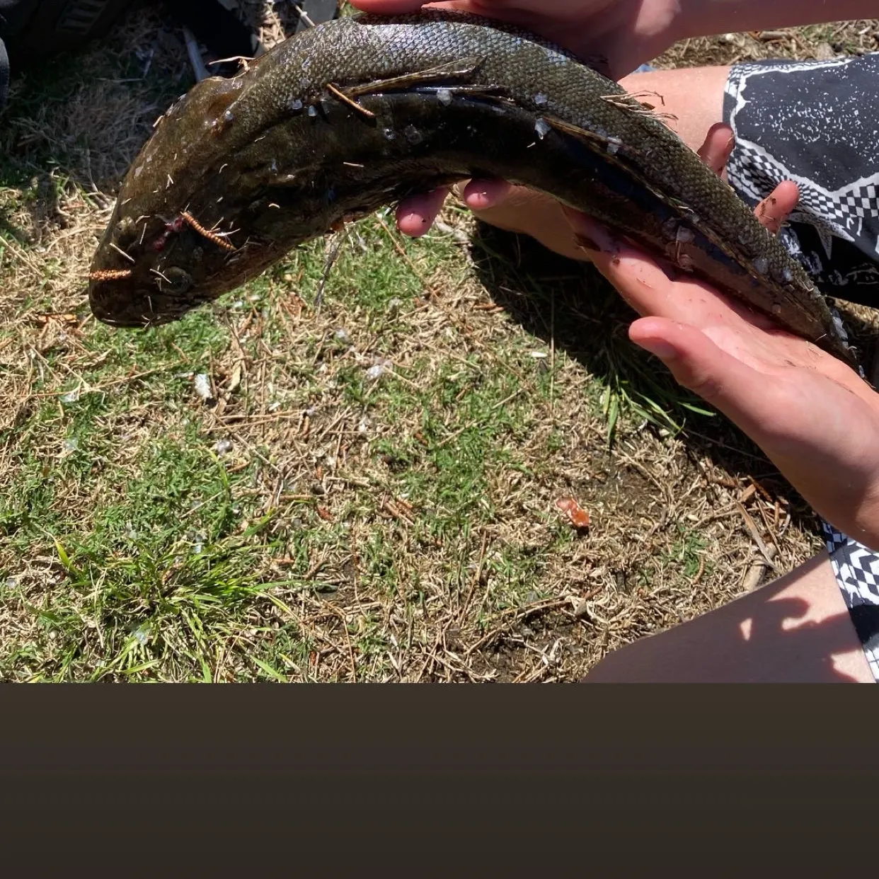 Dusky flathead caught on Fishbrain