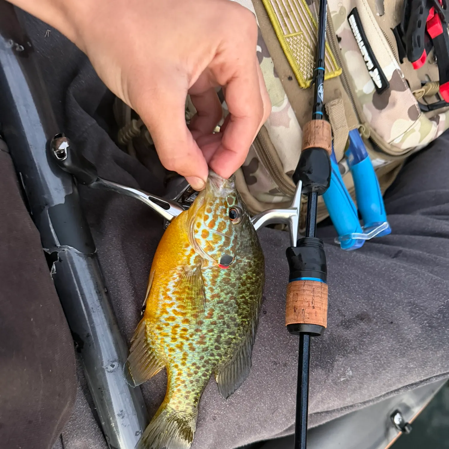 Pumpkinseed caught on Fishbrain