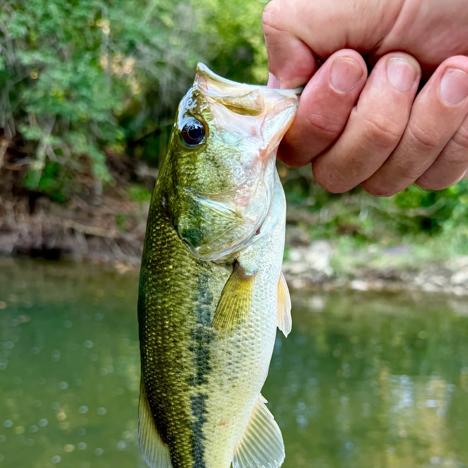 Largemouth bass caught on Fishbrain