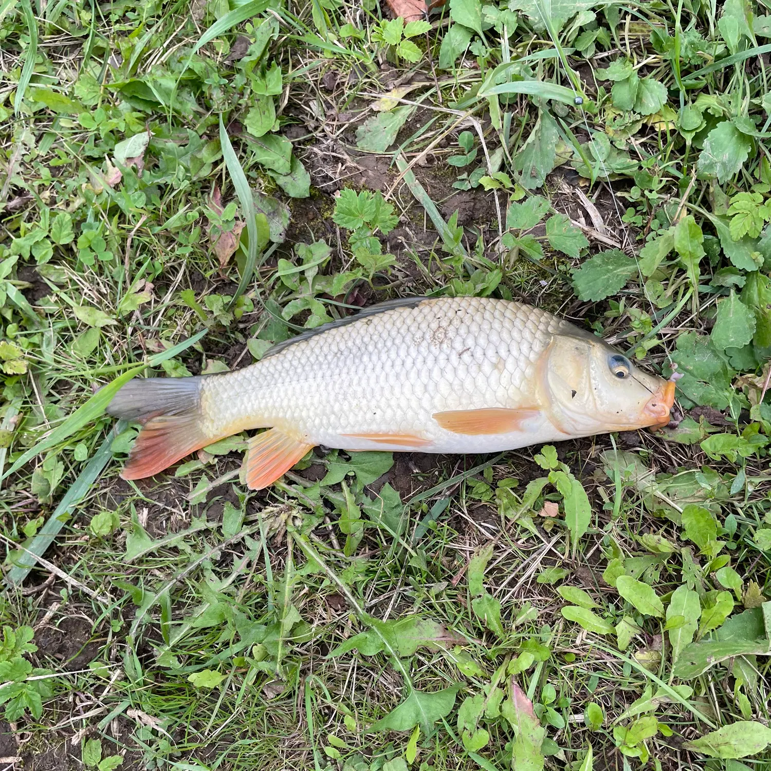 Common carp caught on Fishbrain