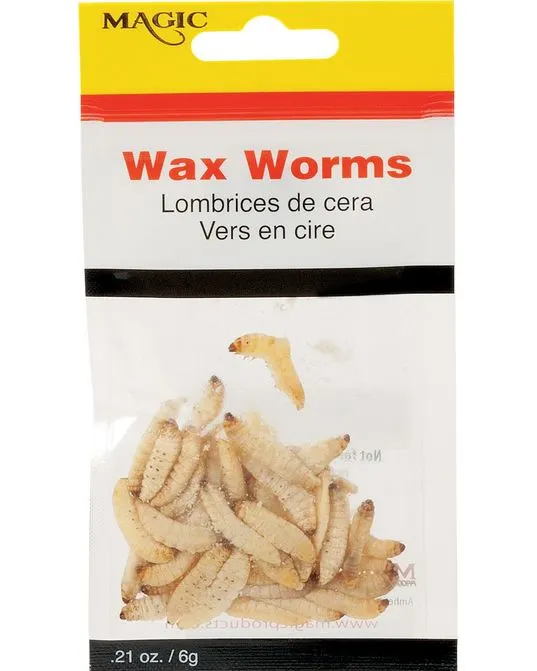 Preserved Wax Worm