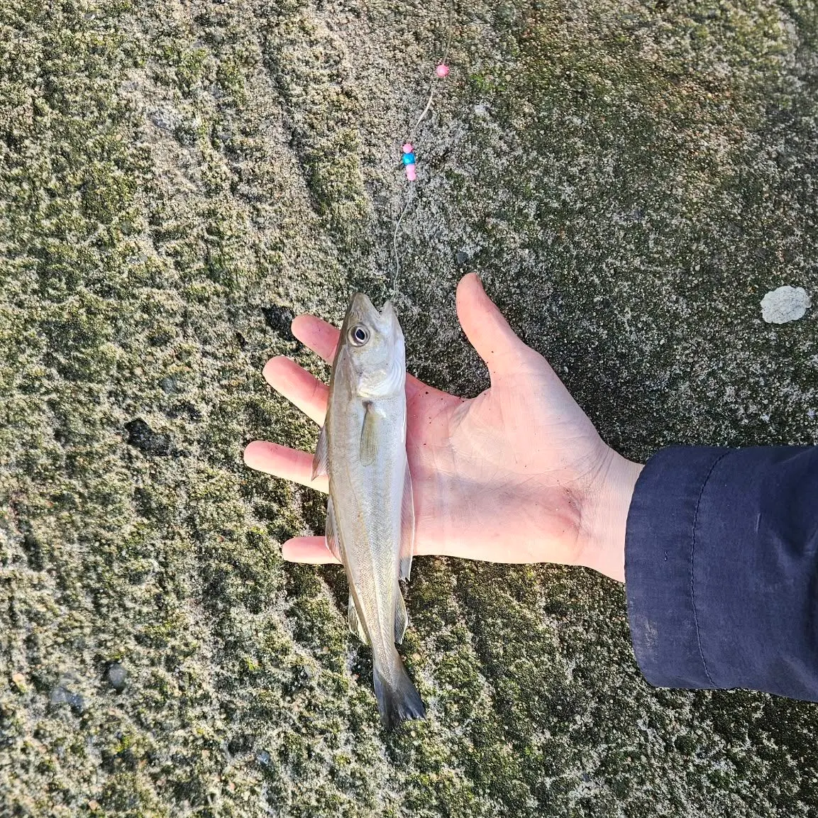 Whiting caught on Fishbrain