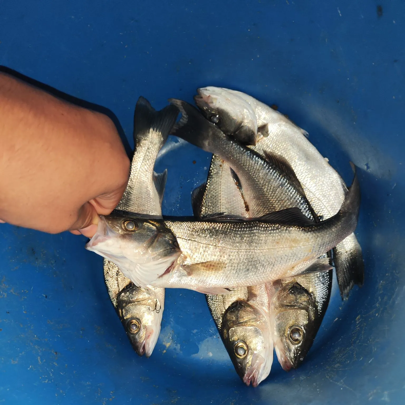 European seabass caught on Fishbrain