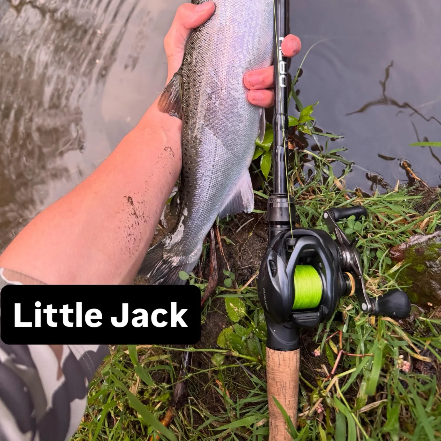 Chinook salmon caught on Fishbrain