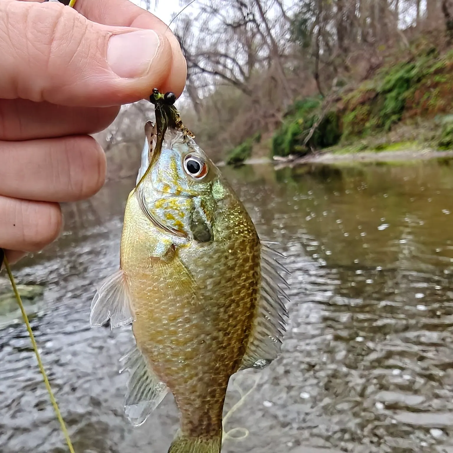 The most recent Longear sunfish catches on Fishbrain