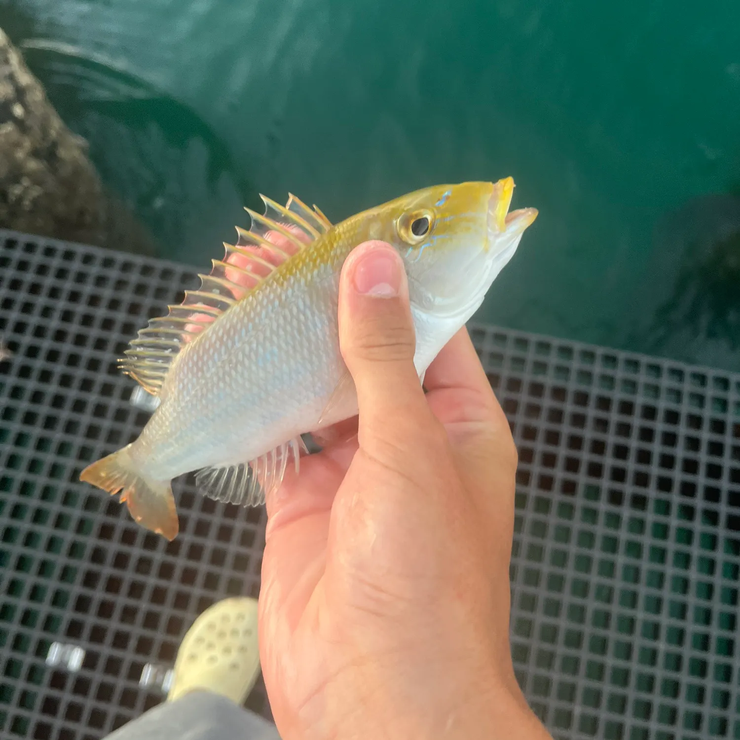 The most recent Lattice monocle bream catches on Fishbrain