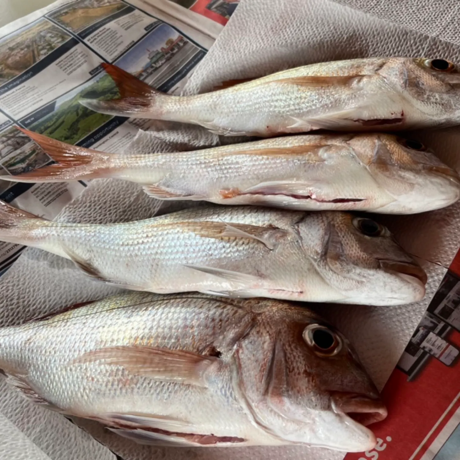 recently logged catches