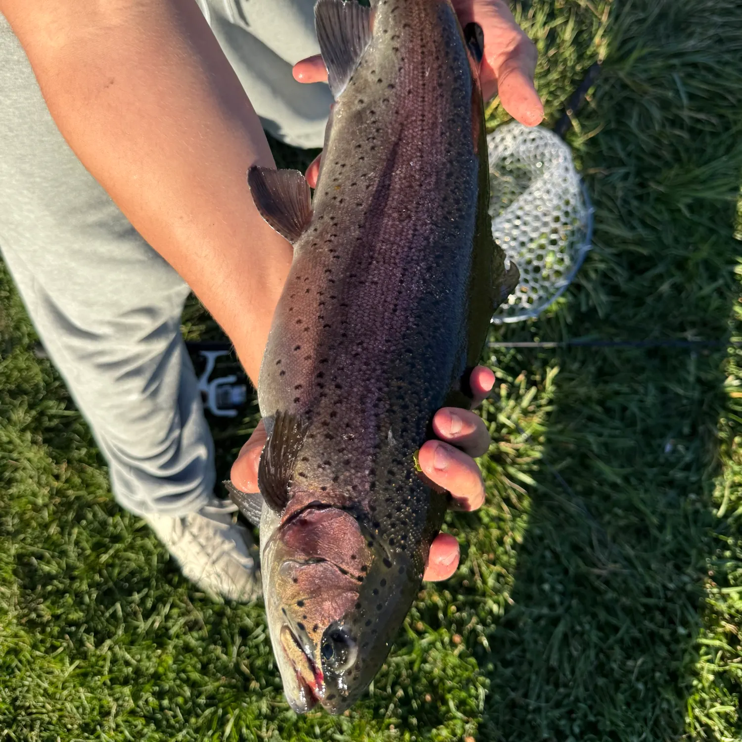 Rainbow trout caught on Fishbrain