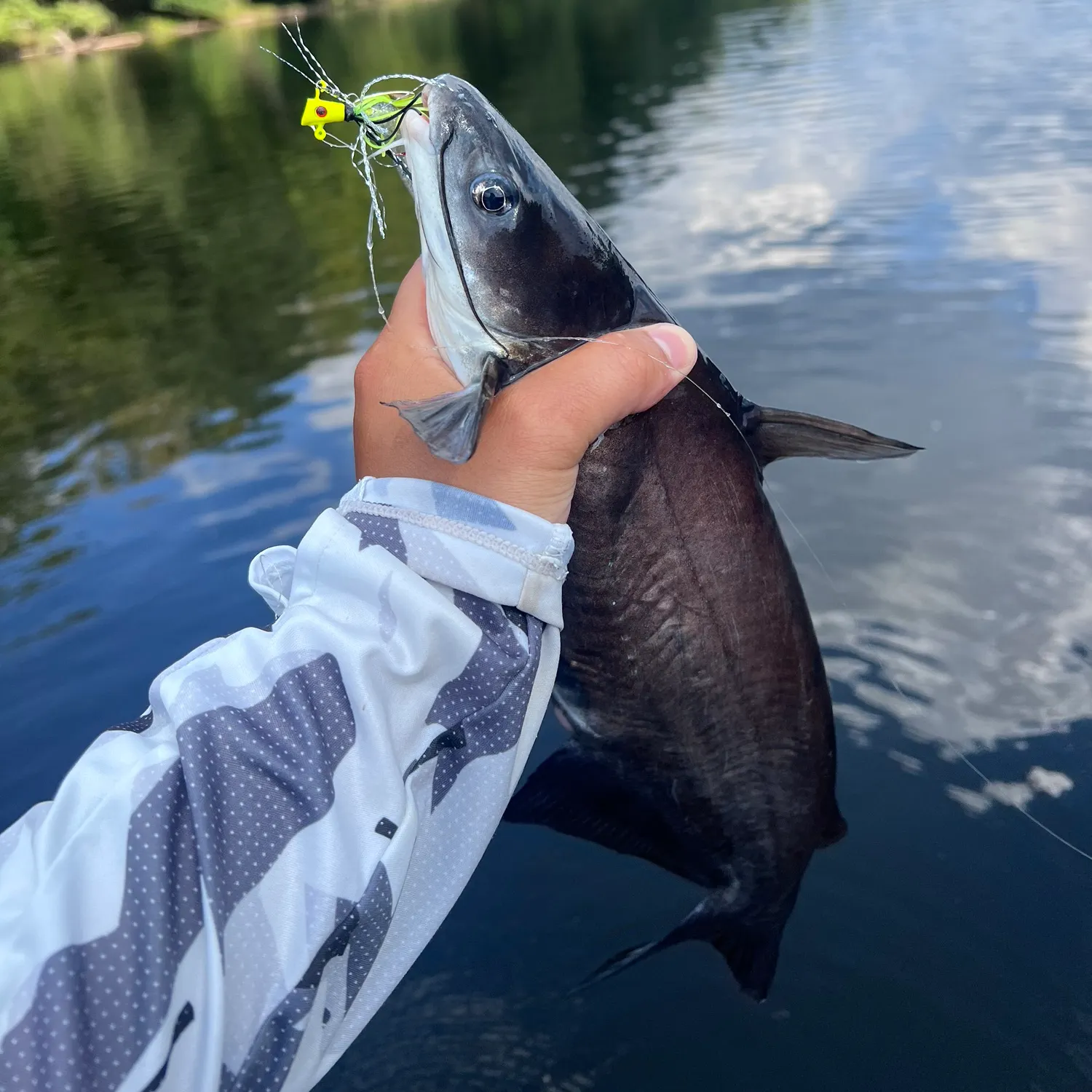 Channel catfish caught on Fishbrain