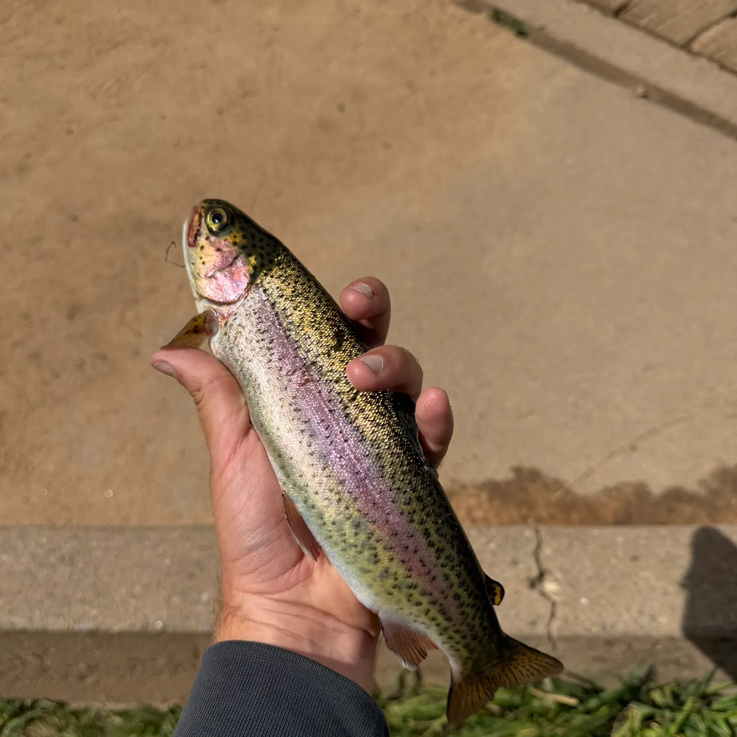 Rainbow trout caught on Fishbrain