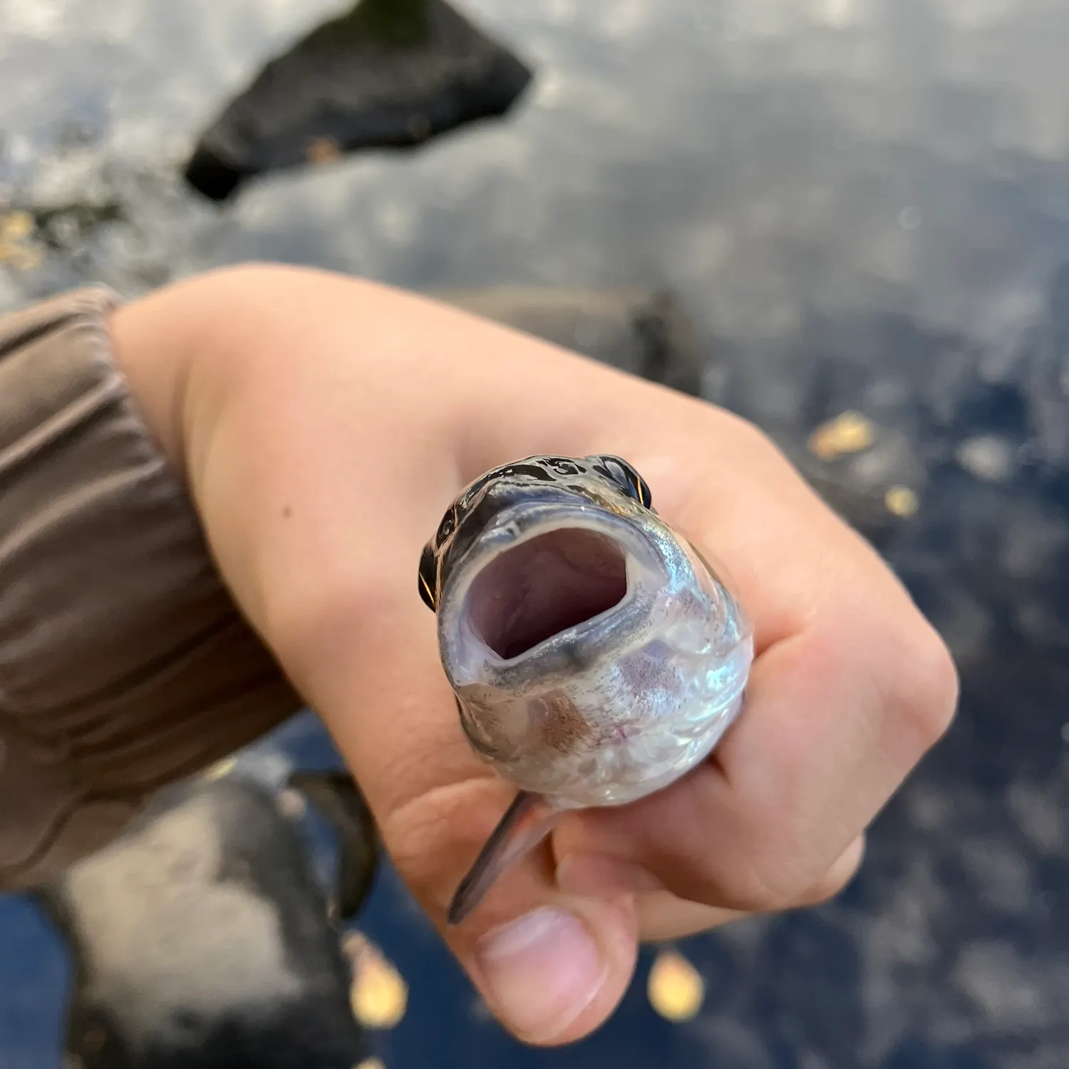 Fallfish caught on Fishbrain
