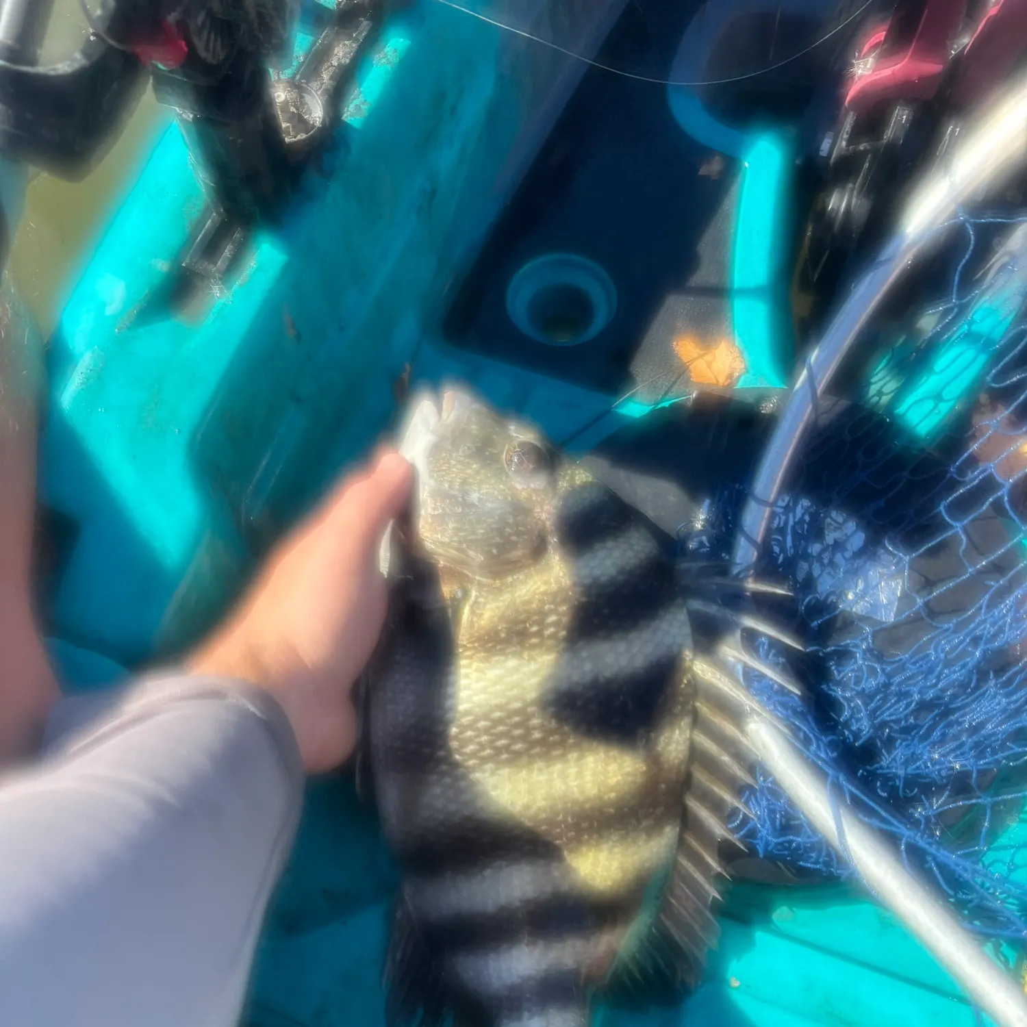 Sheepshead caught on Fishbrain