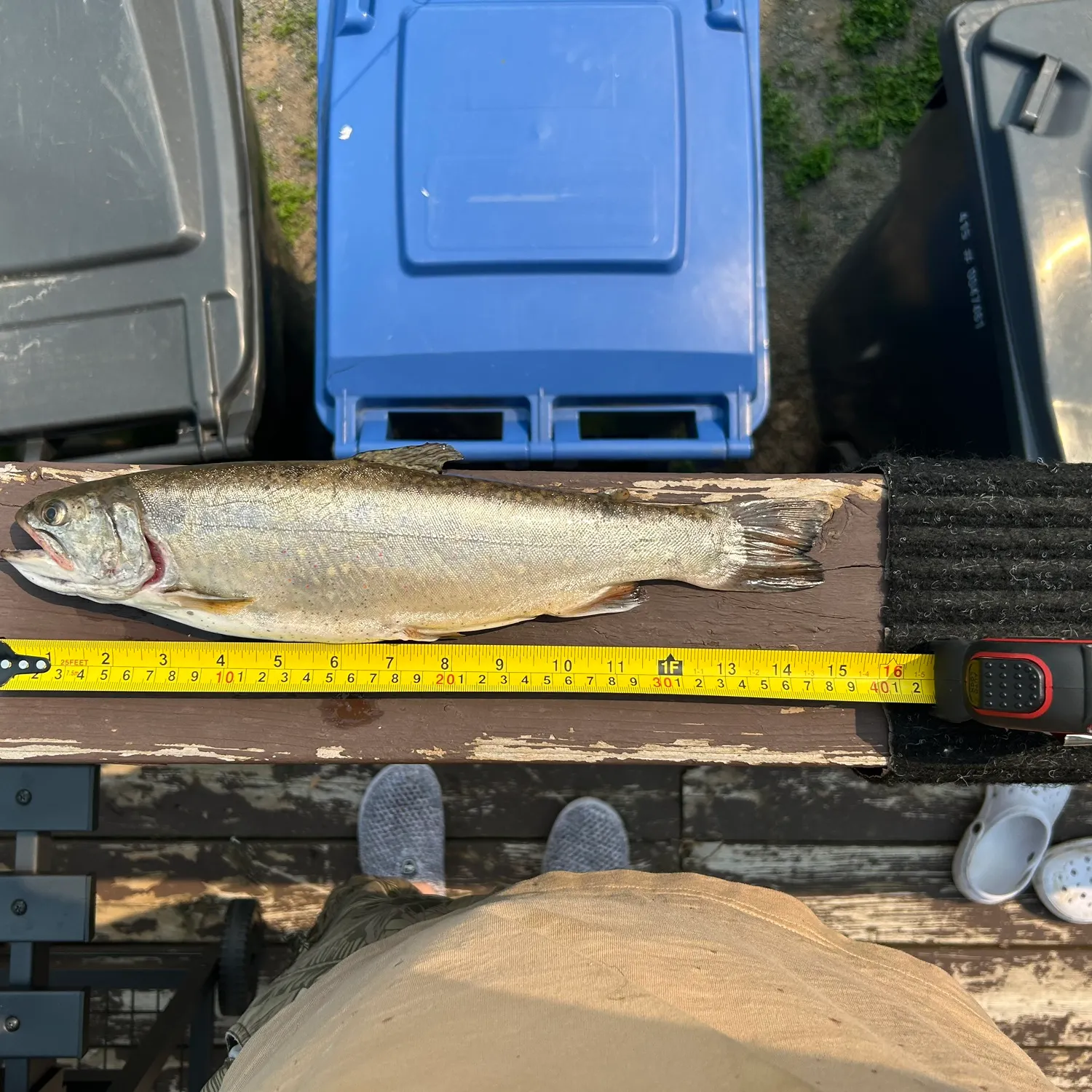 recently logged catches