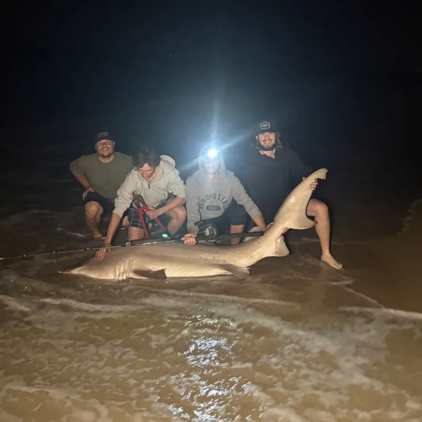 The most recent Sand tiger shark catches on Fishbrain