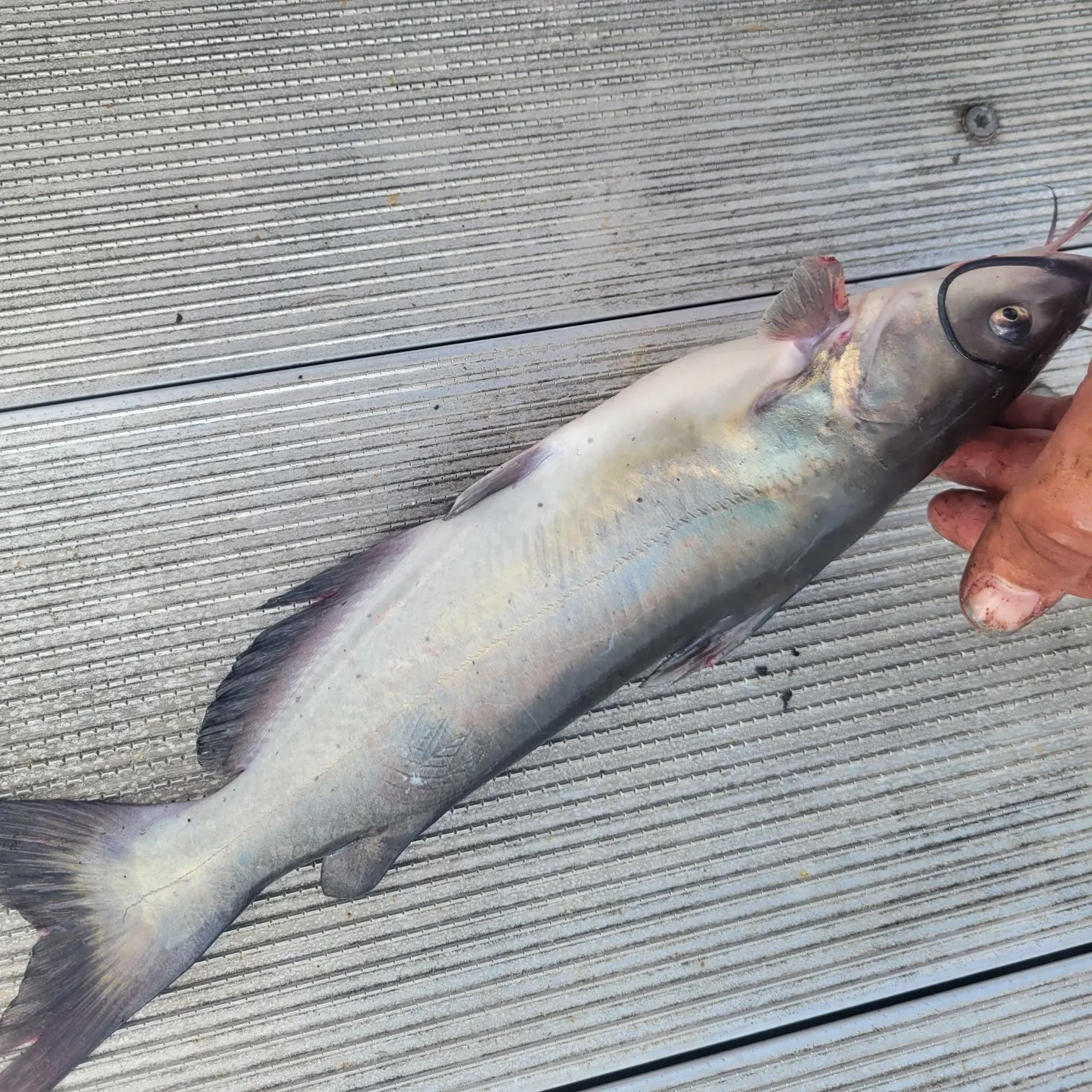 Channel catfish caught on Fishbrain