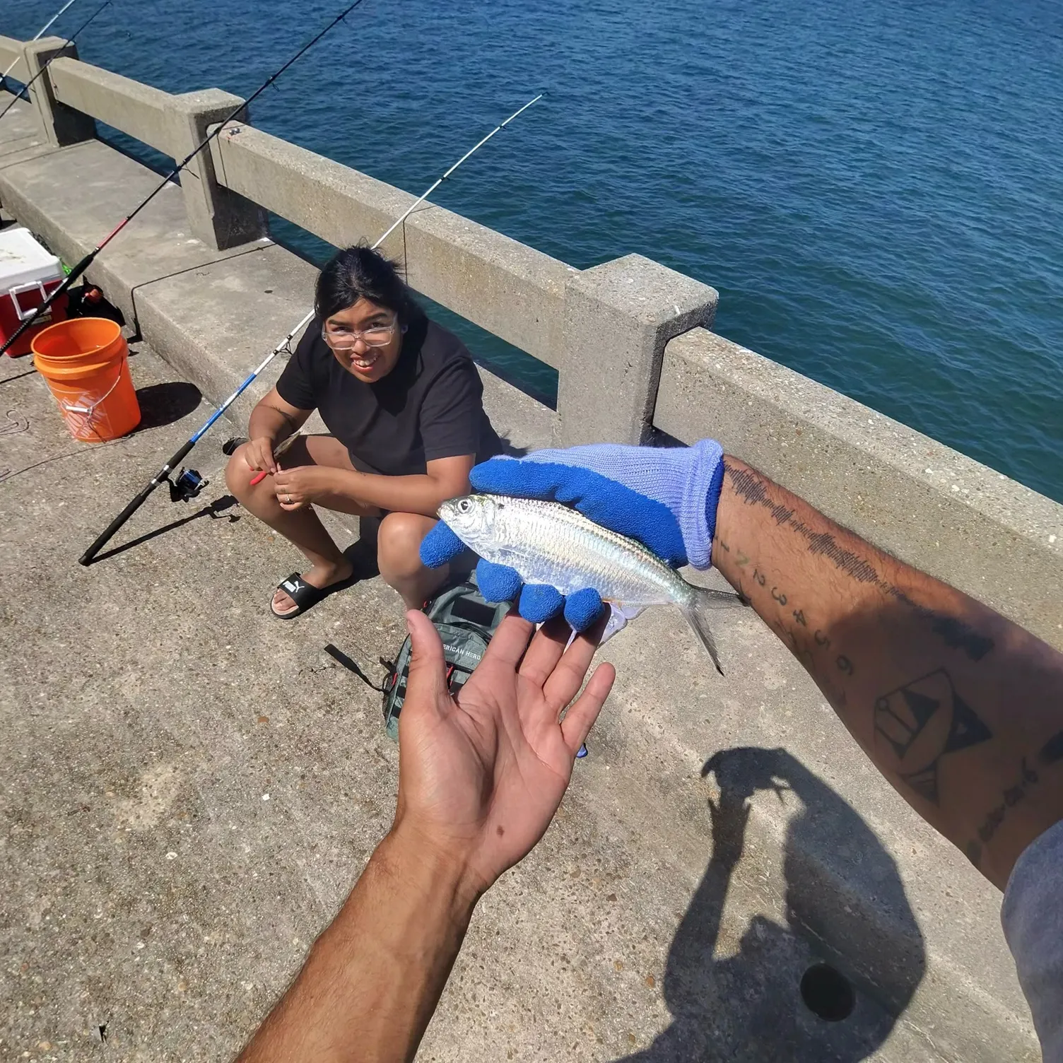The most recent Atlantic thread herring catches on Fishbrain